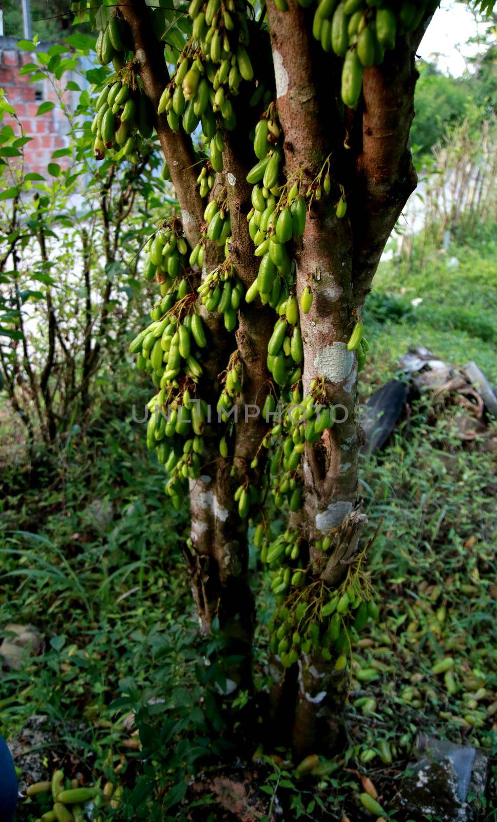 mata de sao joao, bahia / brazil - october 25, 2020: biribiri plantation in the city of Mata de Sao Joao.