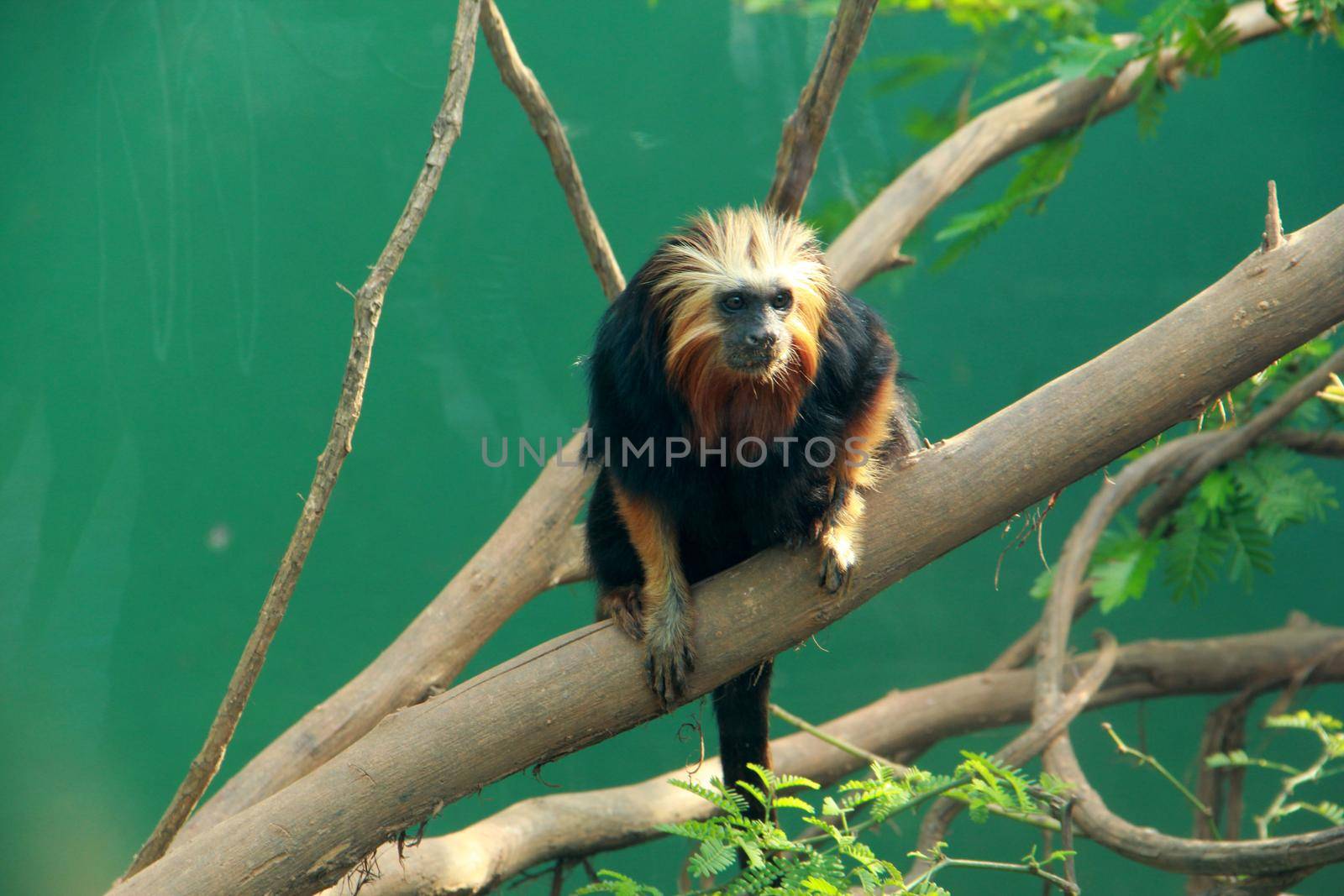 salvador, bahia / brazil - september 22, 2012: animal golden lion tamarin is seen in the zoo of salvador.