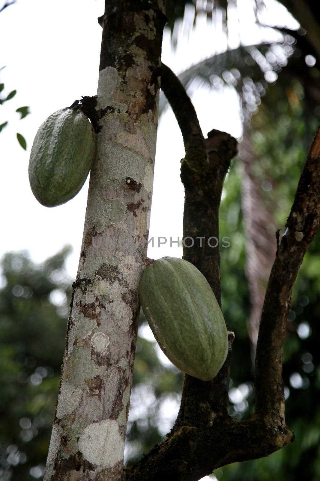cocoa plantation in bahia by joasouza