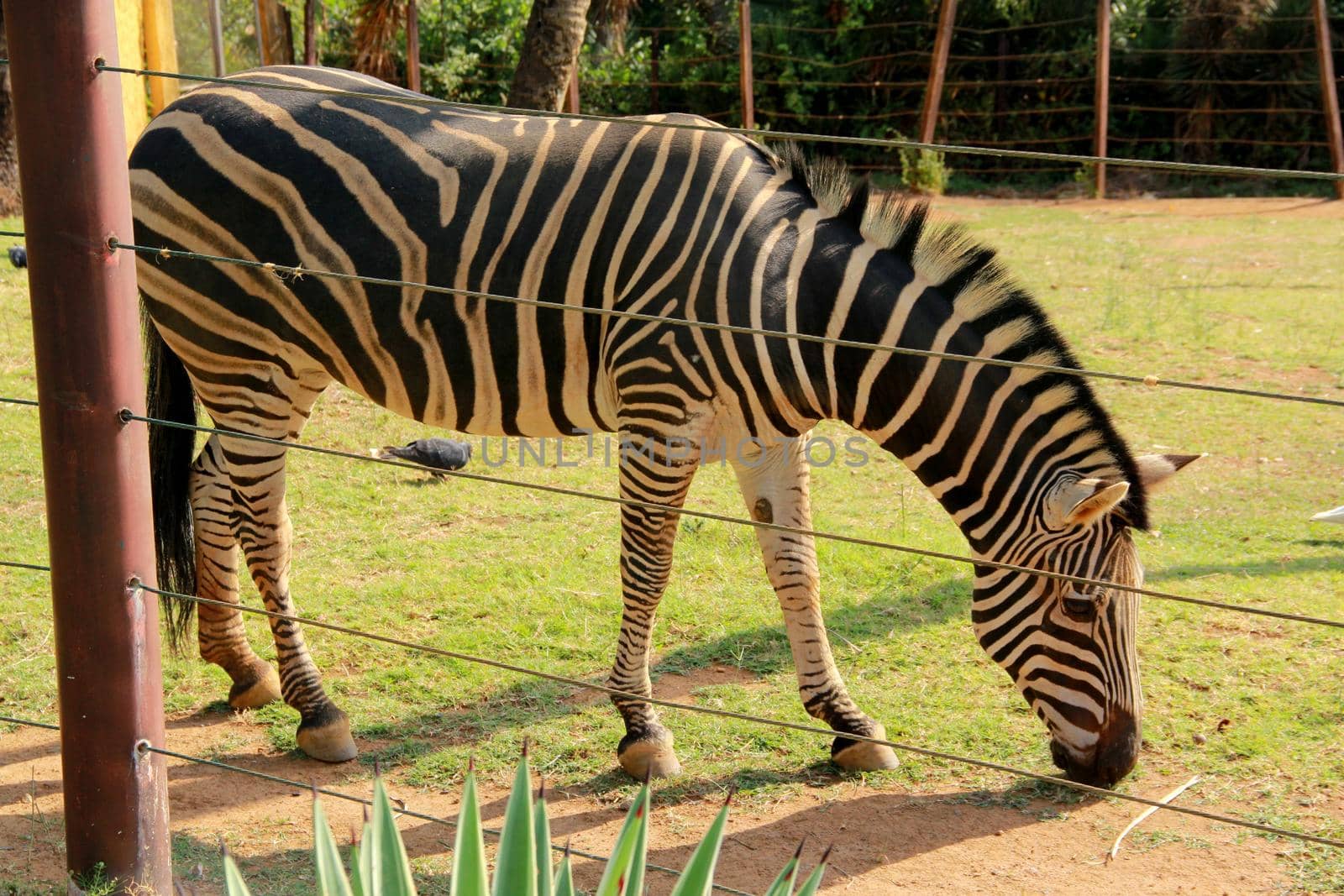 salvador, bahia / brazil - september 22, 2012: zebra is seen in a zoo in the city of Salvador.

