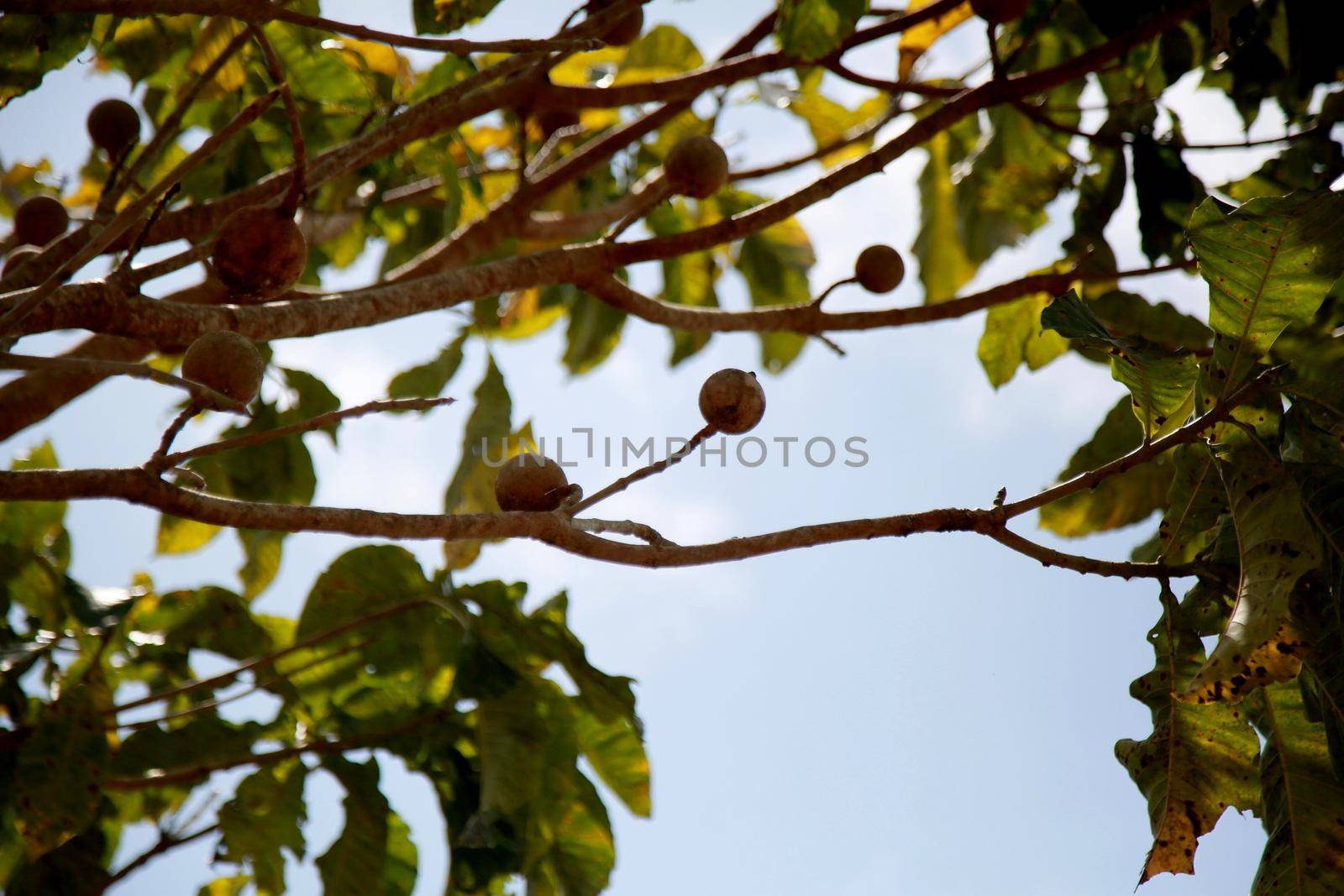 mata de sao joao, bahia / brazil - october 25, 2020: genipapo tree is seen in the countryside in the city of Mata de Sao Joao.