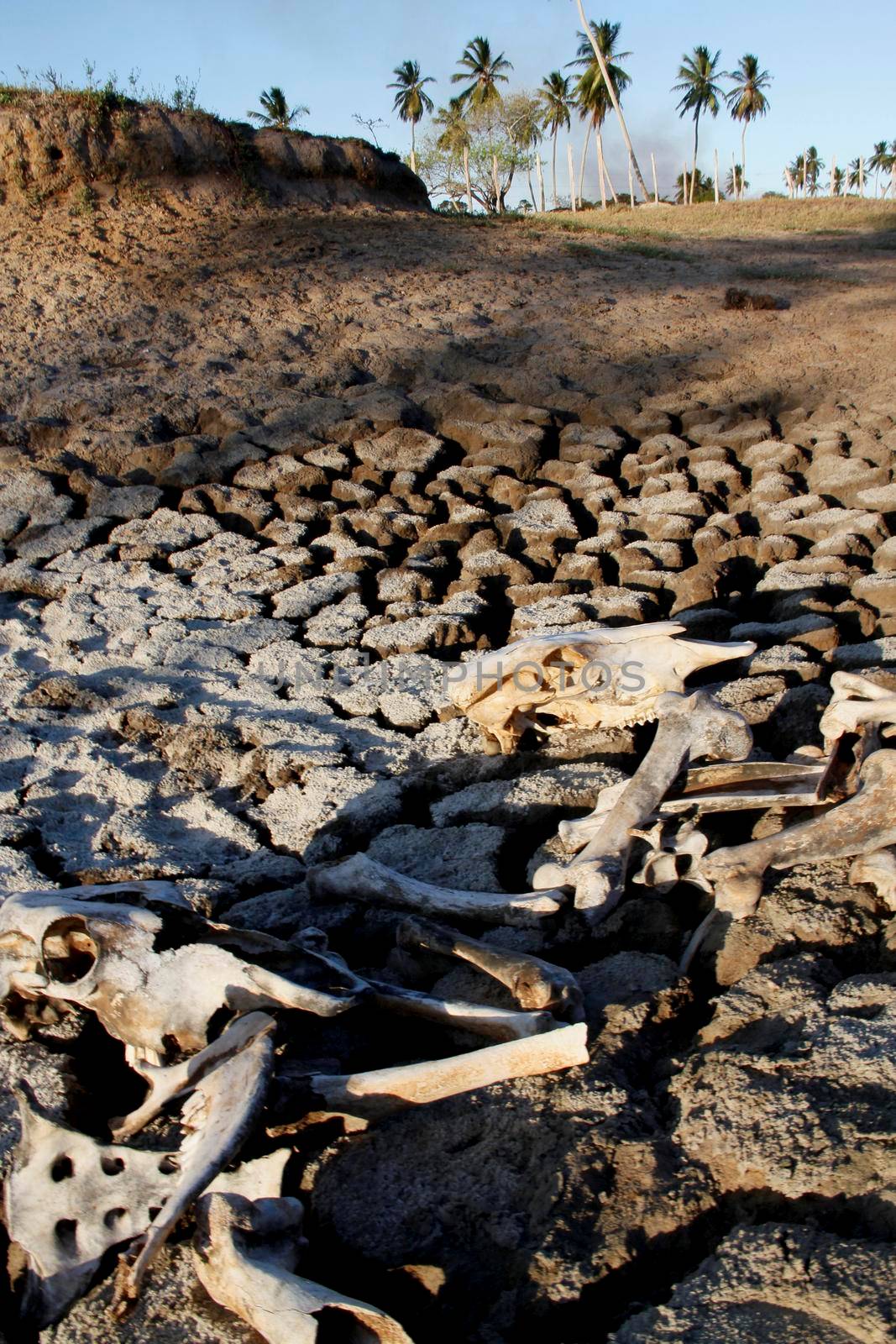 conde, bahia / brazil - março 27, 2013: Cattle bone is seen on pasture devastated by the dry landscape in northeastern Brazil. The lack of rain devastates the breeding of animals.