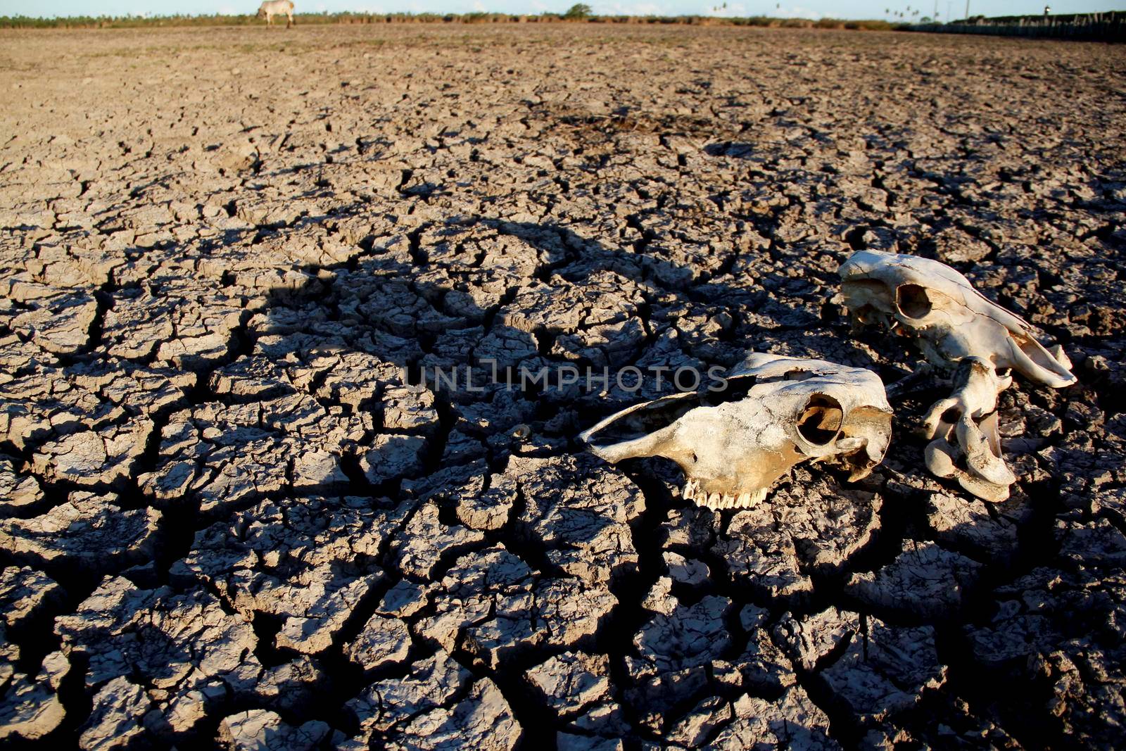 conde, bahia / brazil - março 27, 2013: Cattle bone is seen on pasture devastated by the dry landscape in northeastern Brazil. The lack of rain devastates the breeding of animals.