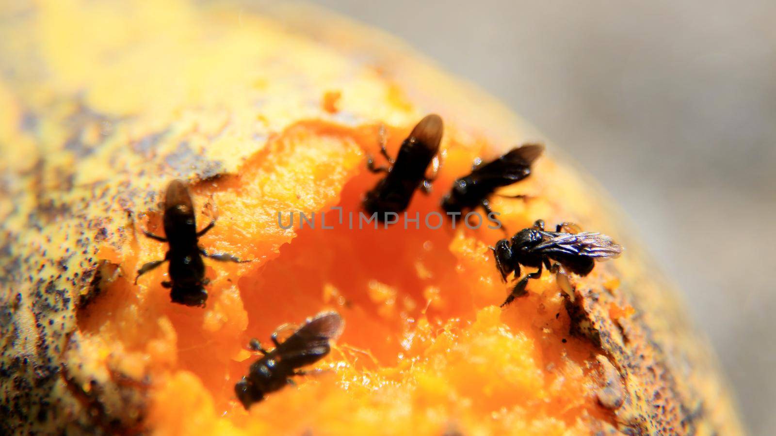 salvador, bahia / brazil - june 27, 2016: insects are seen eating mango in the city of Salvador.