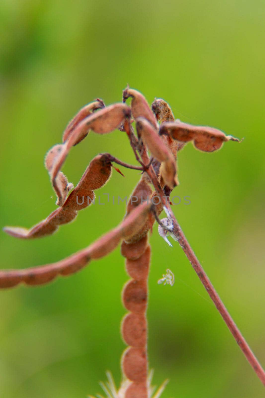 salvador, bahia / brazil - august 23, 2014: carrapicho is seen in a garden in the city of Salvador.