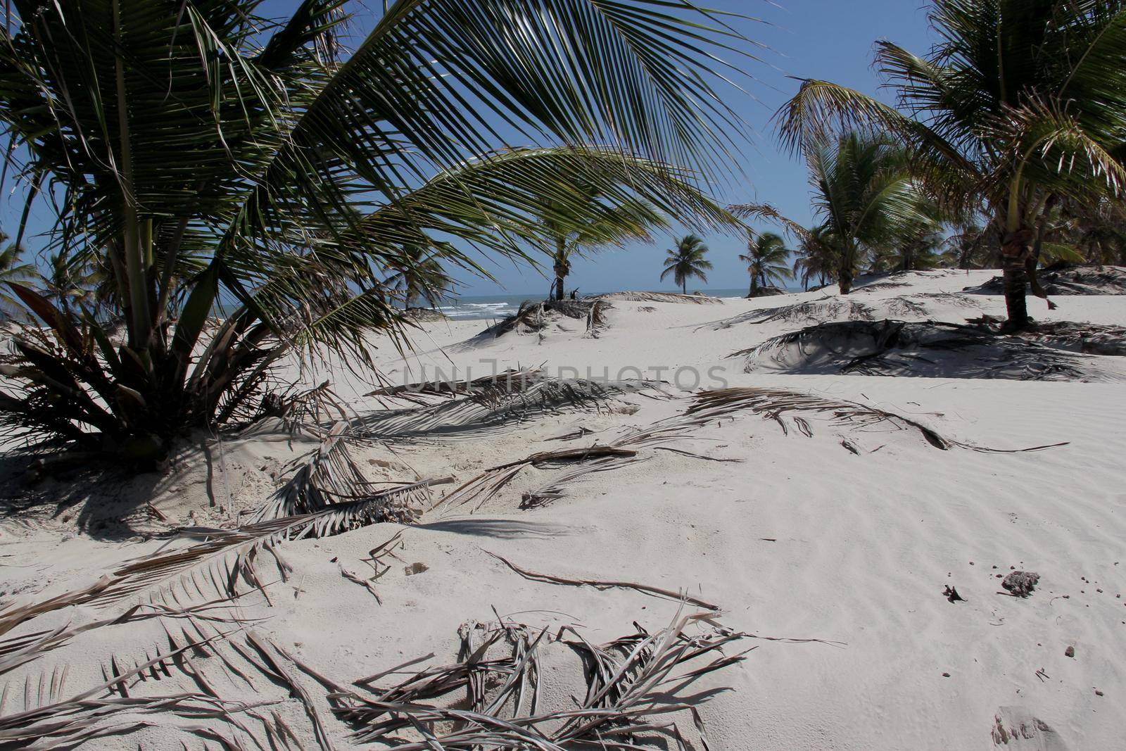 jandaira, bahia / brazil - december 24, 2013: coconut trees are seen by the sand dunes of Mangue-Seco, in the municipality of Jandaira.