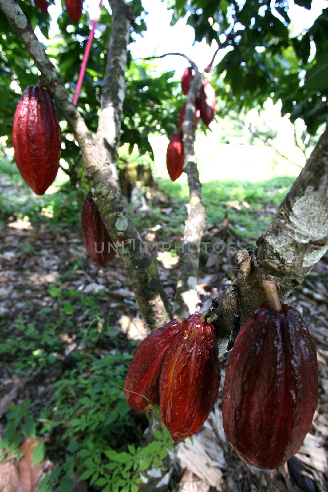 cocoa harvest in southern bahia by joasouza