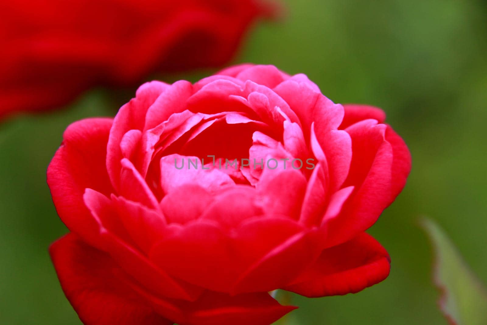 salvador, bahia / brazil - november 22, 2013: red rose is seen in garden in the city of Salvador.  


