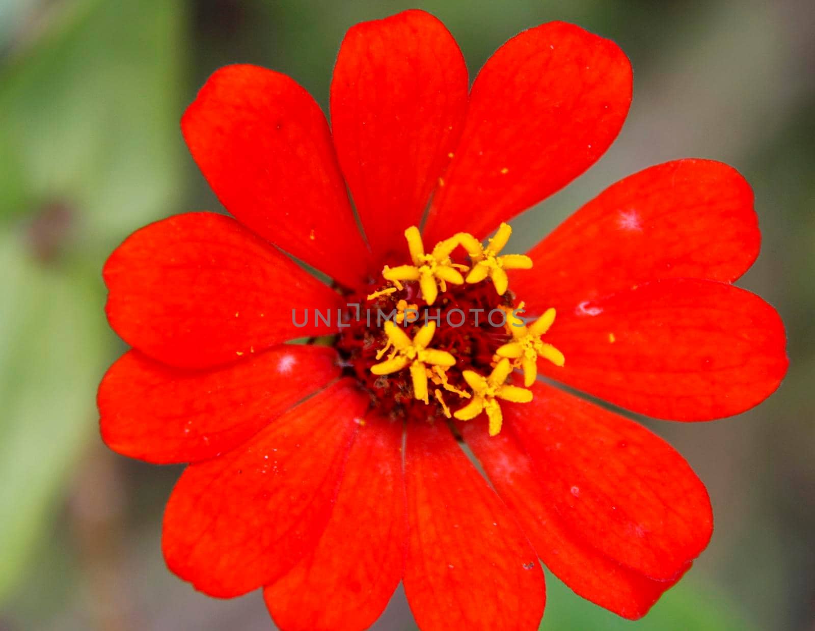 conde, bahia / brazil - july 26, 2014: flower is seen in garden in the city of Conde.