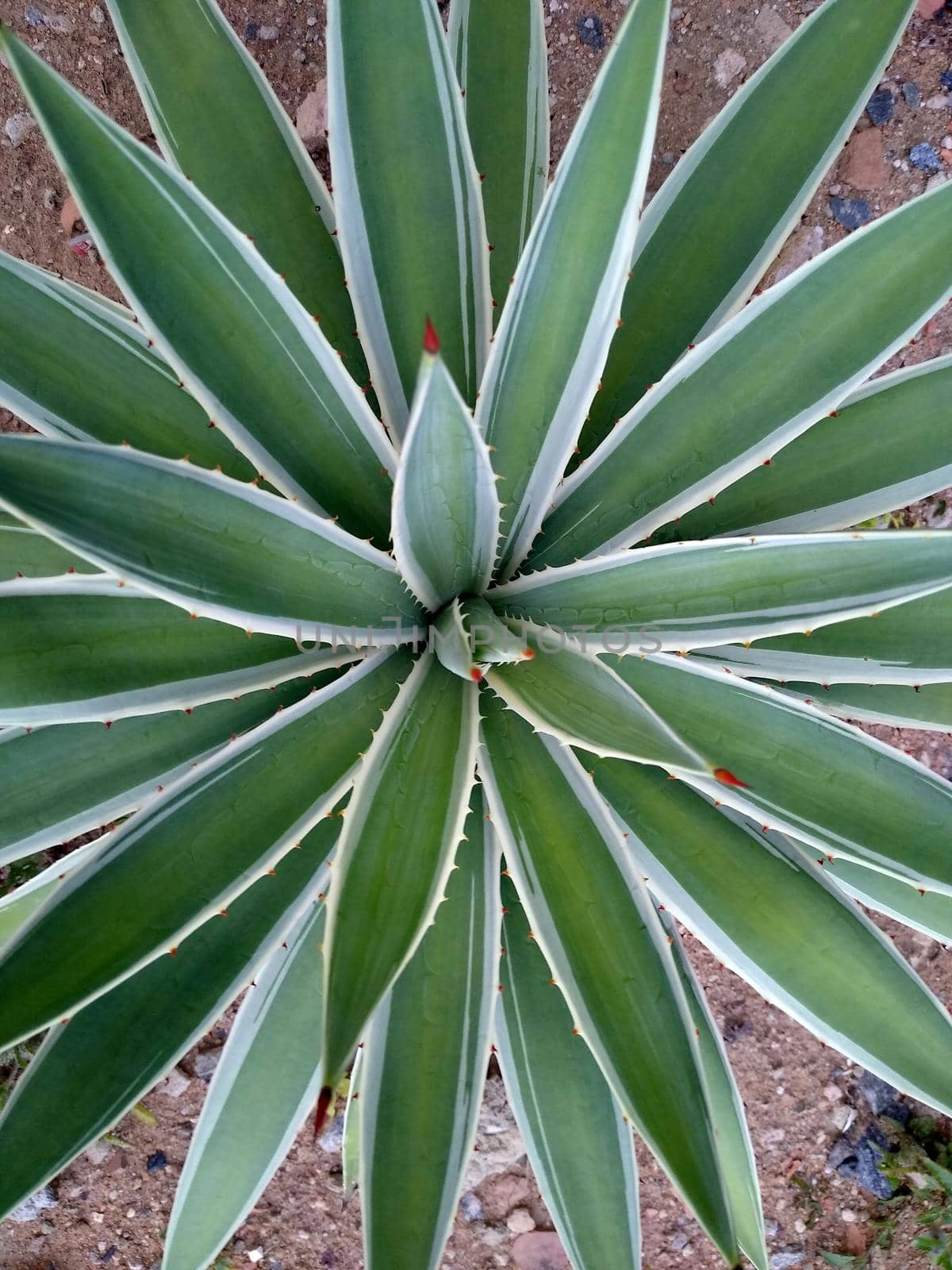 salvador, bahia, brazil - november 26, 2020: Agave angustifolia plant also known as caribbean cigarette holder, seen in the city of Salvador.