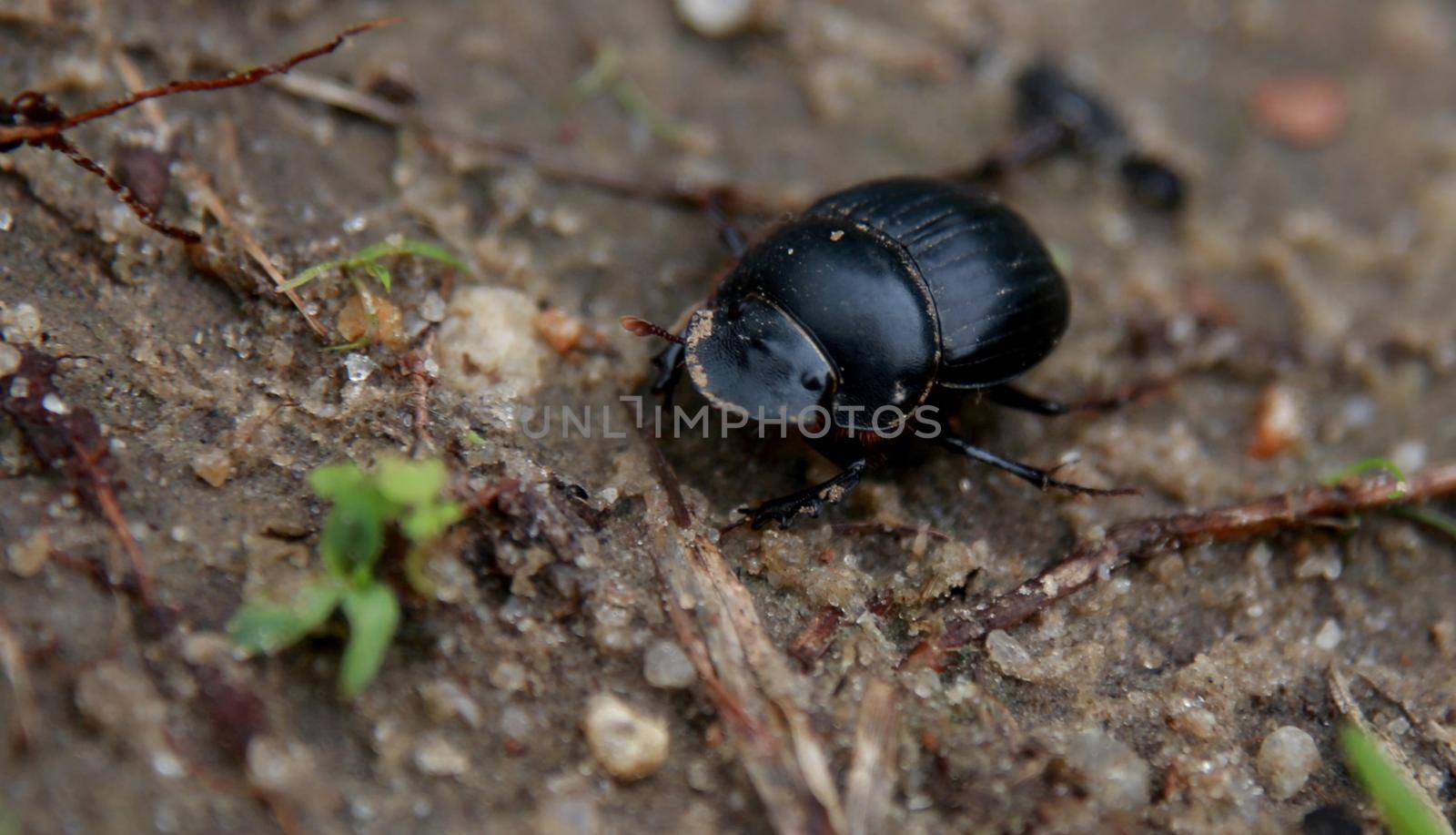 beetle turns dung in garden by joasouza