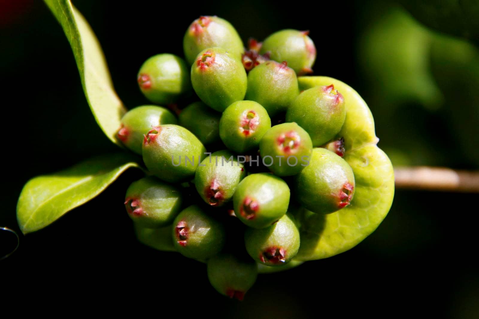 salvador, bahia / brazil - july 26, 2014: ornamental plant seed is seen in a garden in the city of Salvador.


