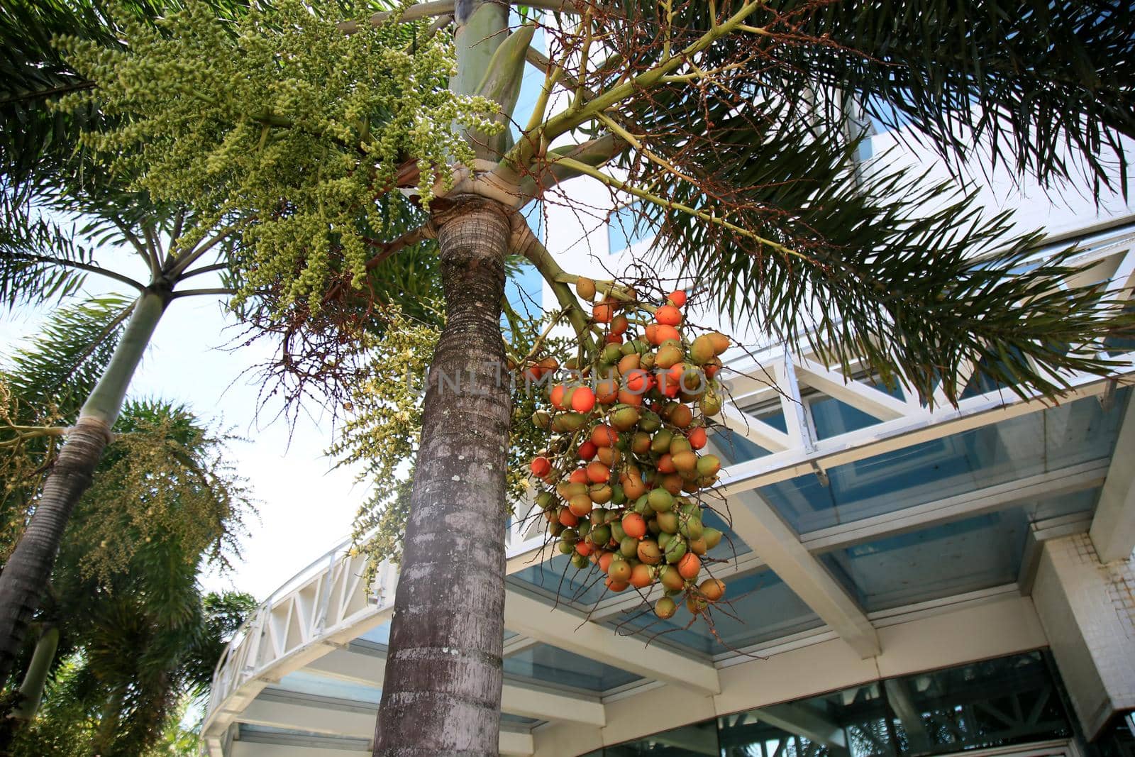 salvador, bahia, brazil - january 25, 2021: fruits of the areca catechu palm plant found in some tropical countries is seen in the city of Salvador.