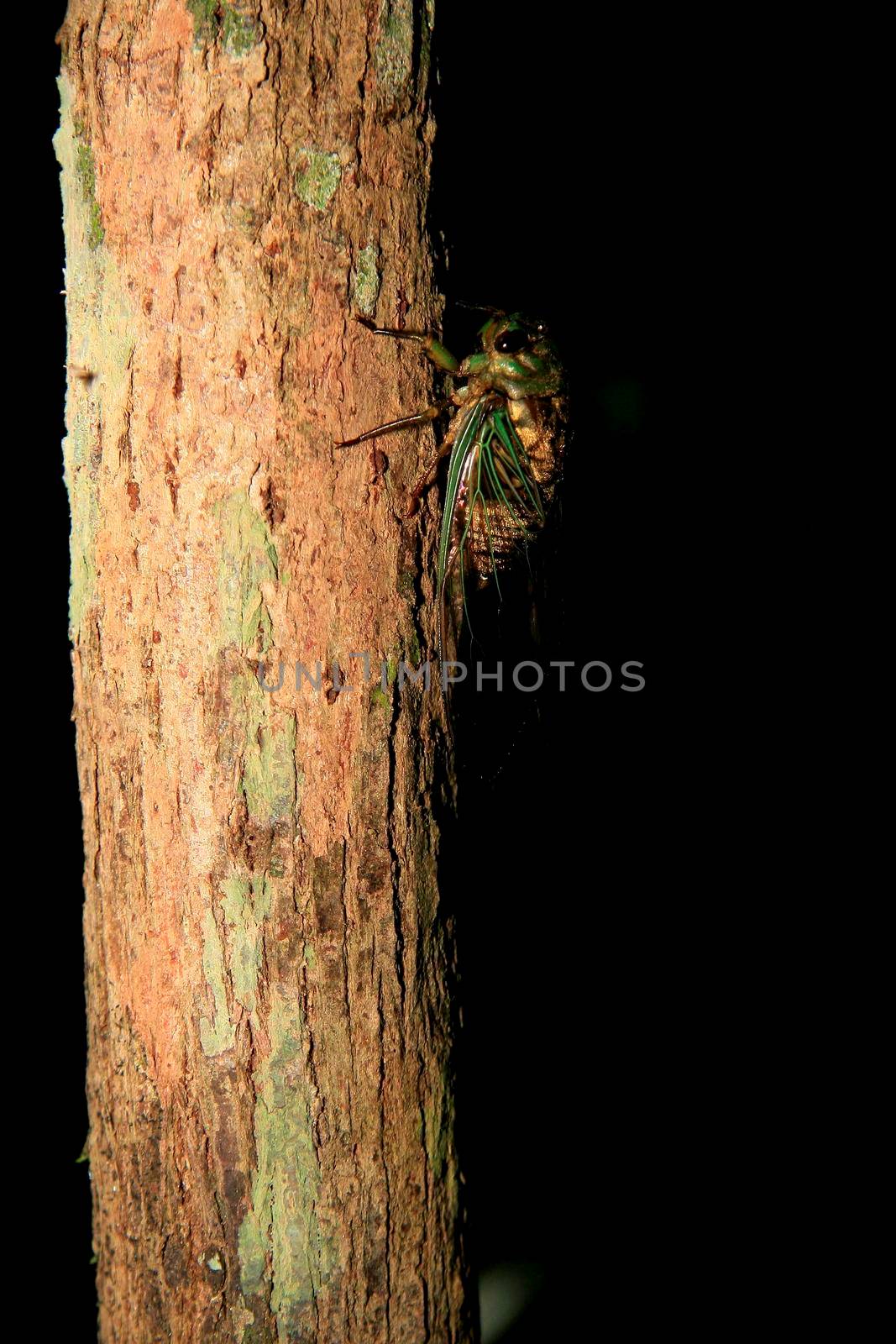 salvador, bahia / brazil - march 28, 2009: cicada insect is seen on a tree in the city of Salvador.

