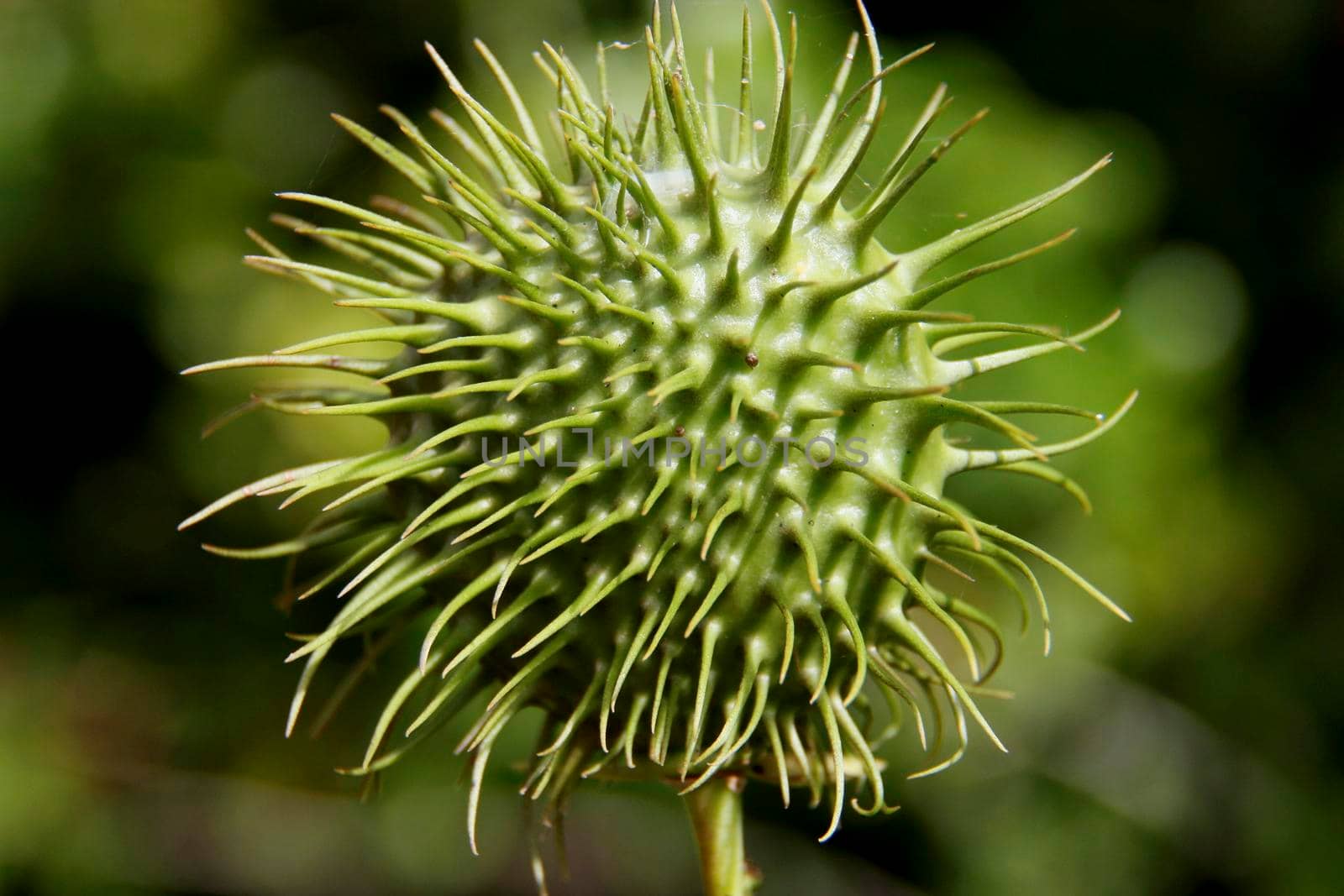 salvador, bahia / brazil - july 26, 2014: ornamental plant seed is seen in a garden in the city of Salvador.


