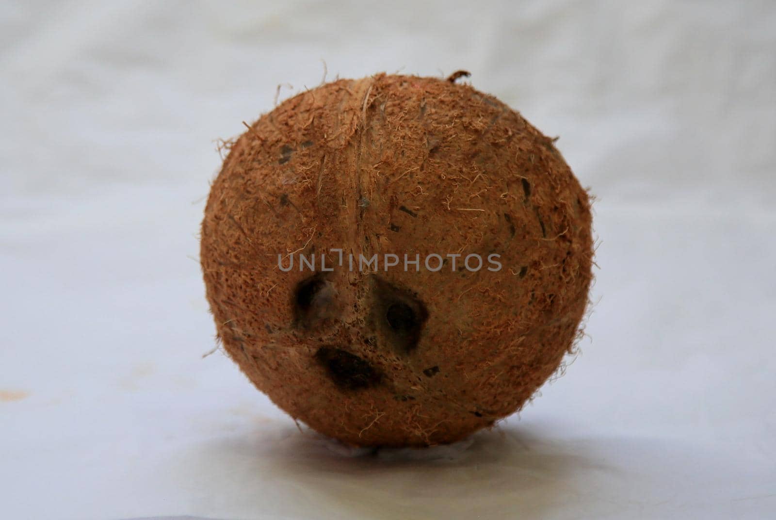 salvador, bahia / brazil - june 19, 2020: whole dried coconut fruit is seen in the city of Salvador.



