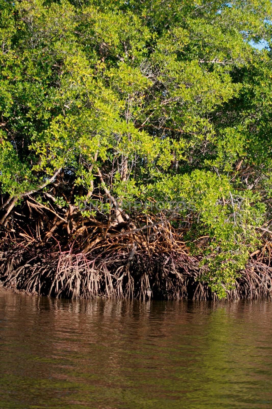 santa cruz cabralia, bahia / brazil - july 26, 2008: mangroves are seen on the banks of the Joao de Tiba river in the district of Santo Andre in the municipality of Santa Cruz Cabralia.



