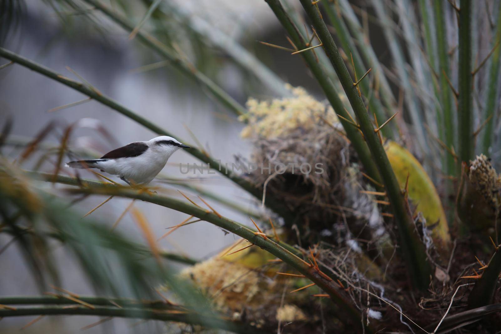 salvador, bahia / brazil - october 26, 2017: Bird builds its nest in a tree in the city center of Salvador. 