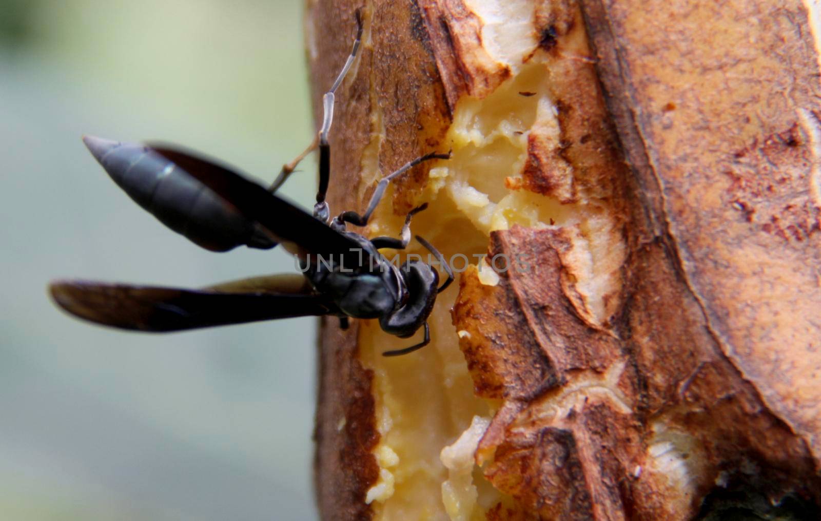 salvador, bahia / brazil - december 21, 2013: wasp insect is seen on a plant in the city of Salvador


