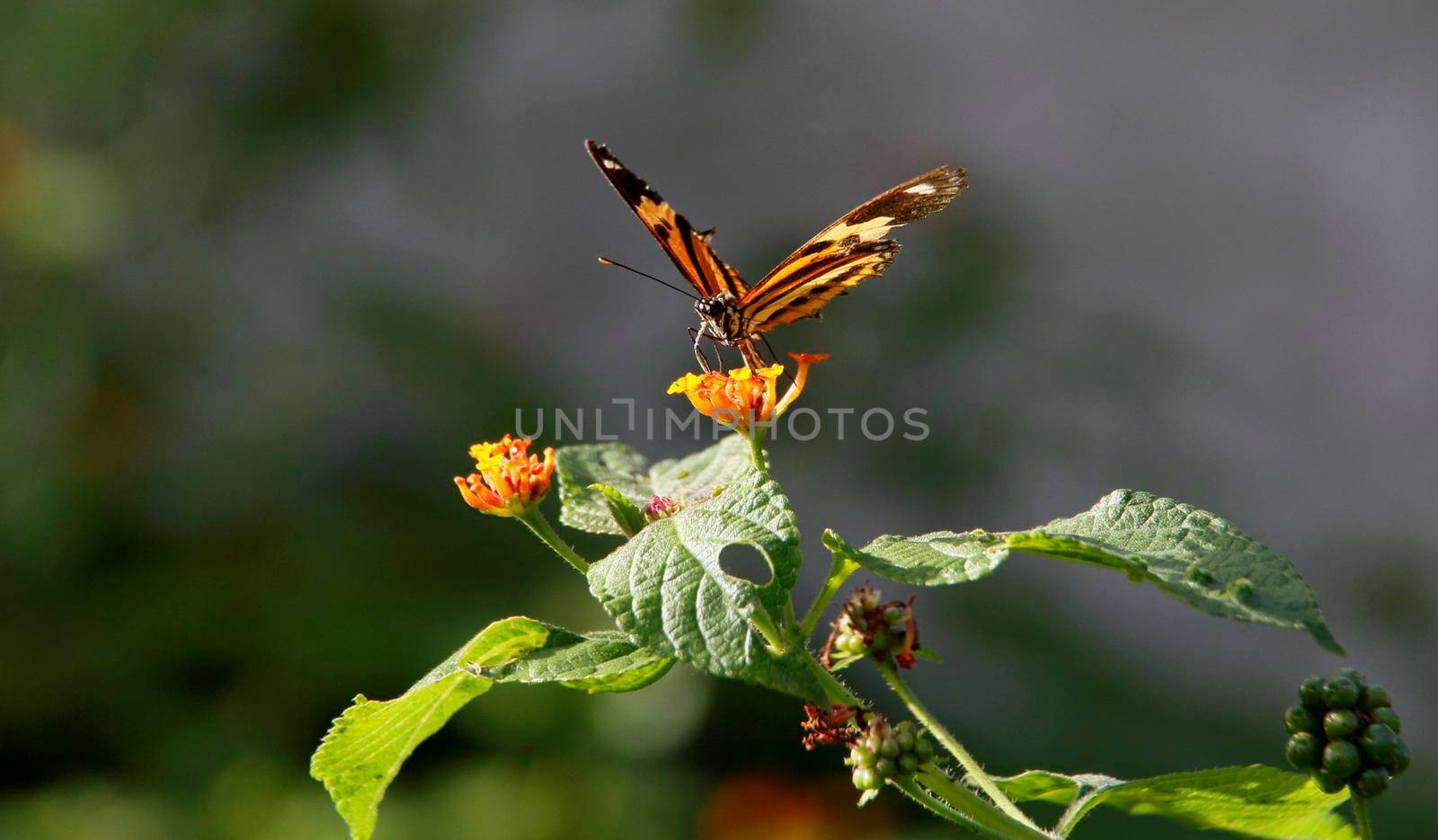 salvador, bahia / brazil - july 26, 2014: butterfly is seen in garden in the city of Salvador.
