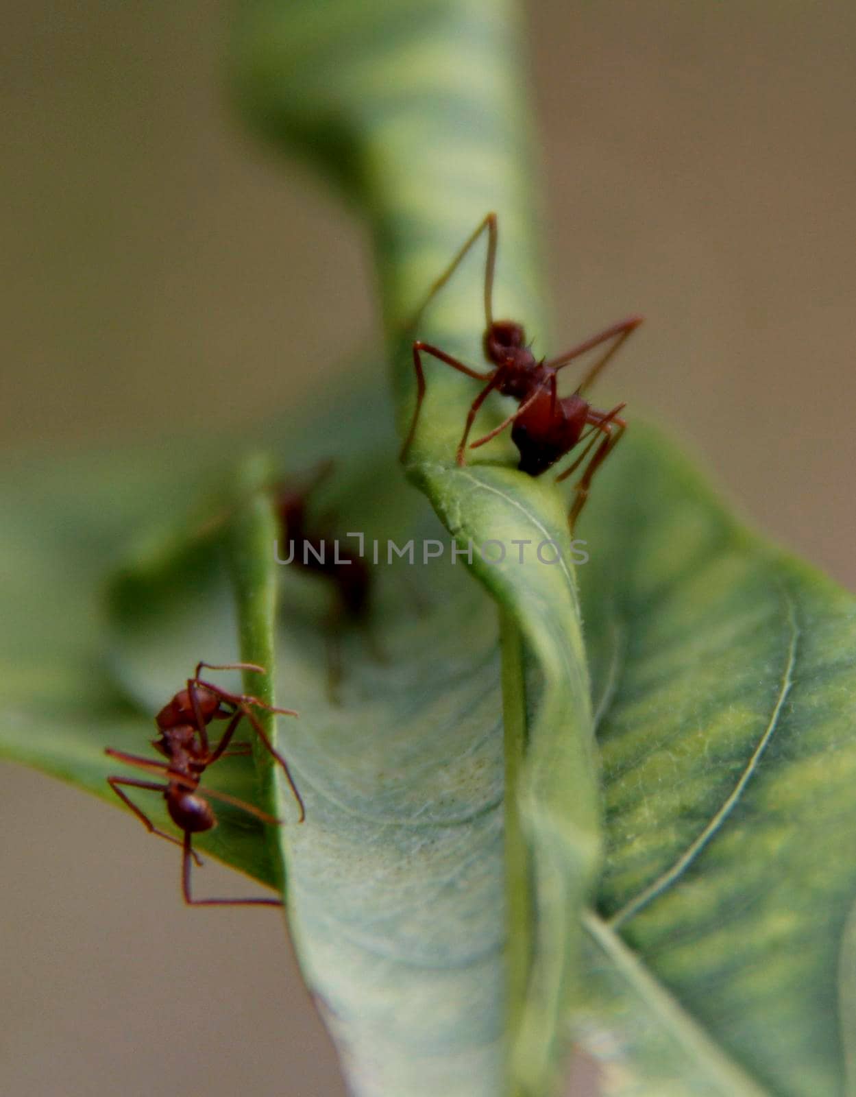 conde, bahia / brazil - july 26, 2014: ant cutter is seen in garden in the city of Conde.