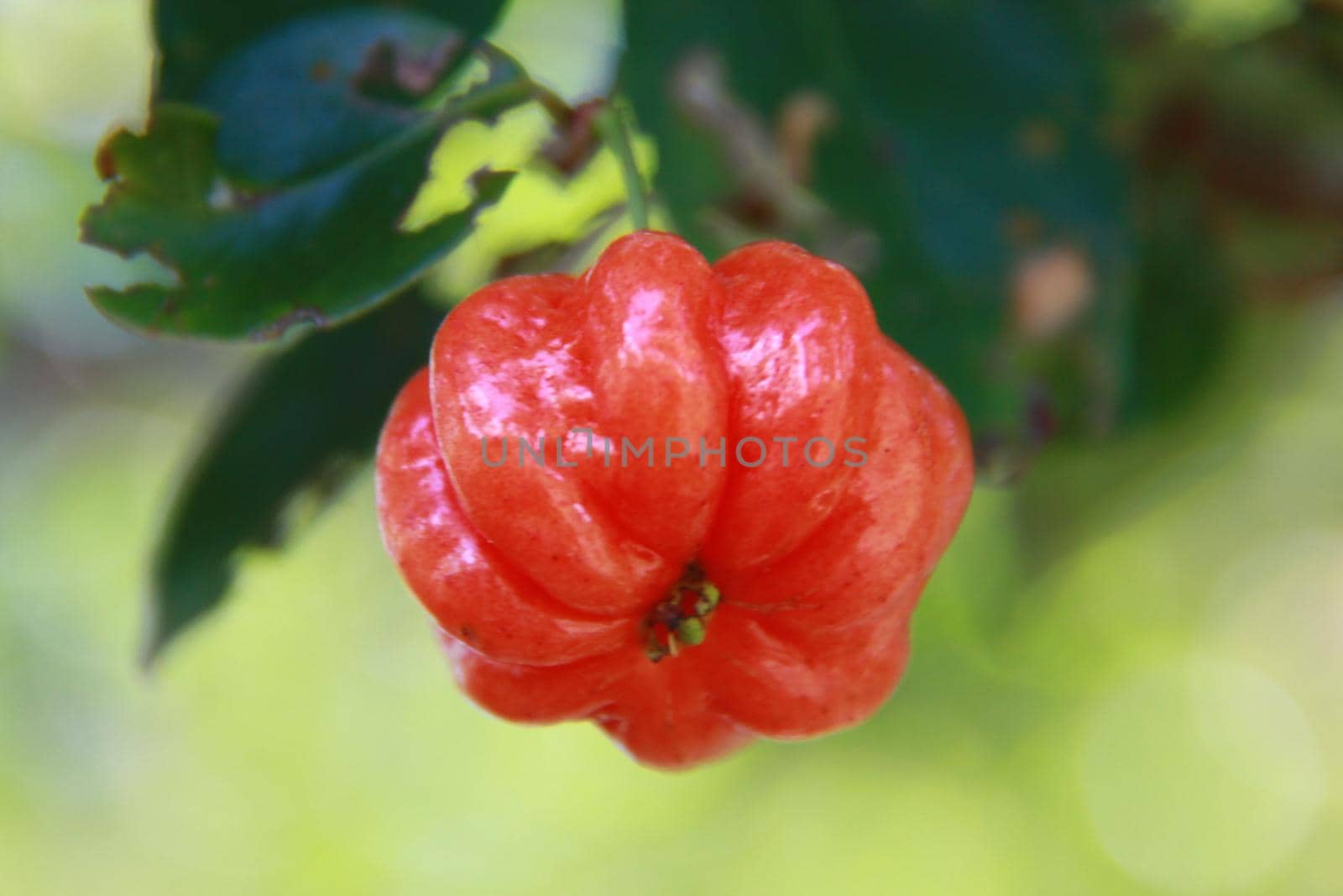 cashew nuts by joasouza