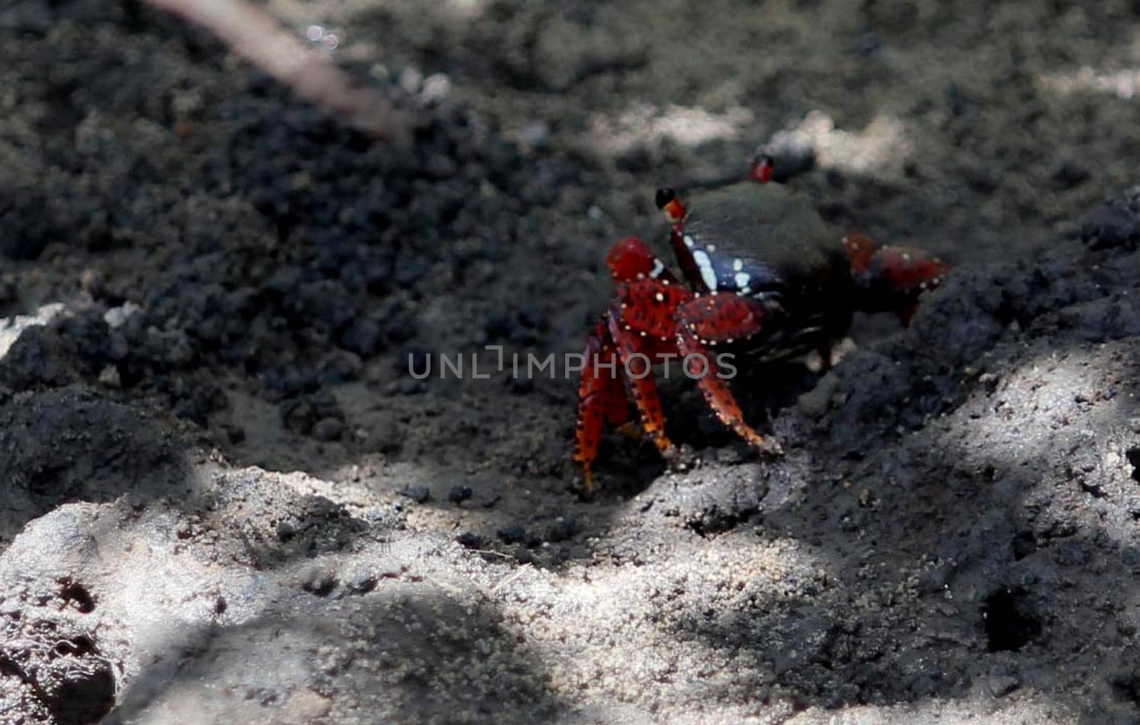 conde, bahia / brazil - december 25, 2013: crab is in mangrove in the city of Conde.