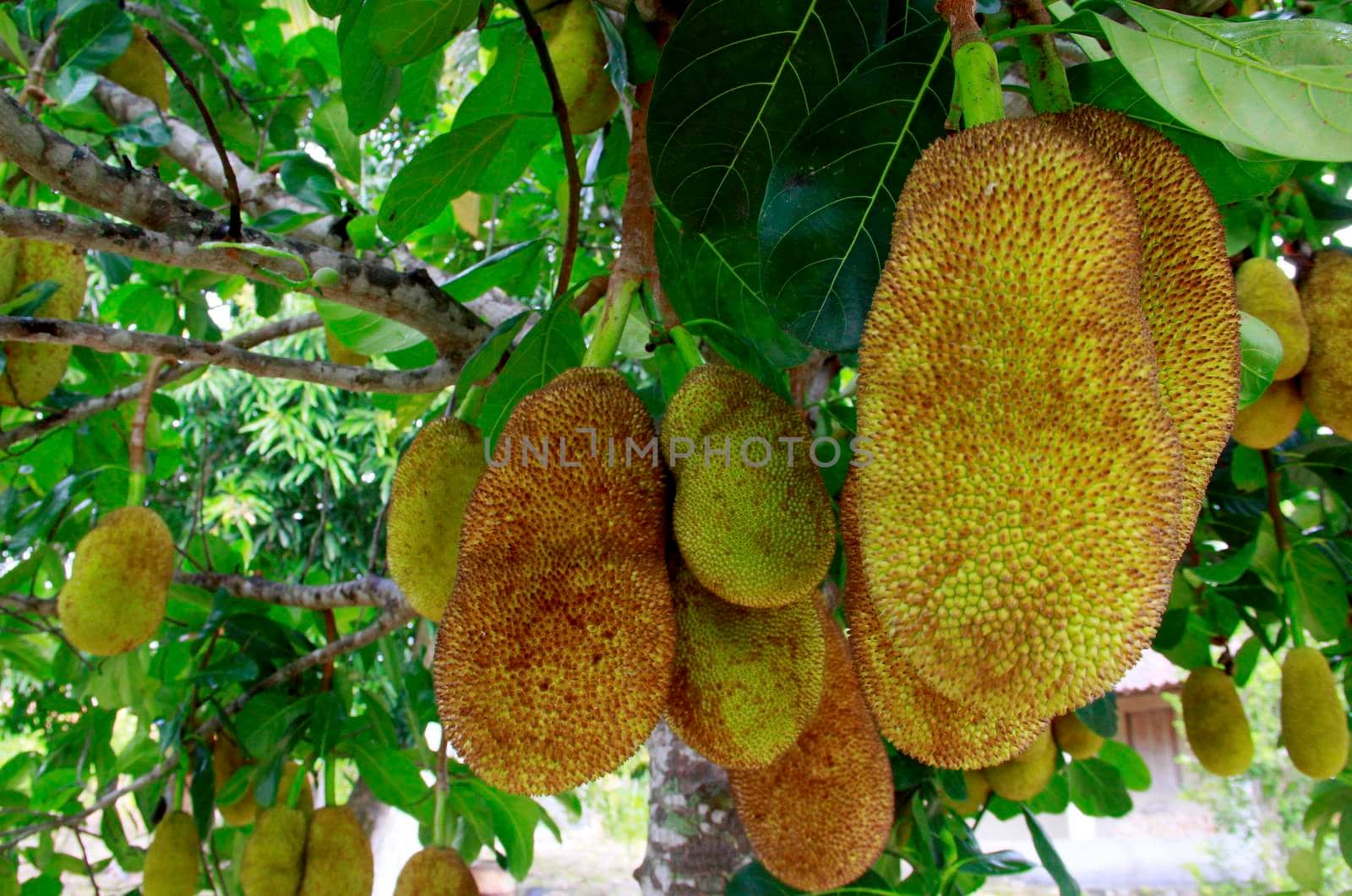 salvador, bahia / brazil - october 28, 2013: jackfruit and its fruits seen in the city of Salvador.