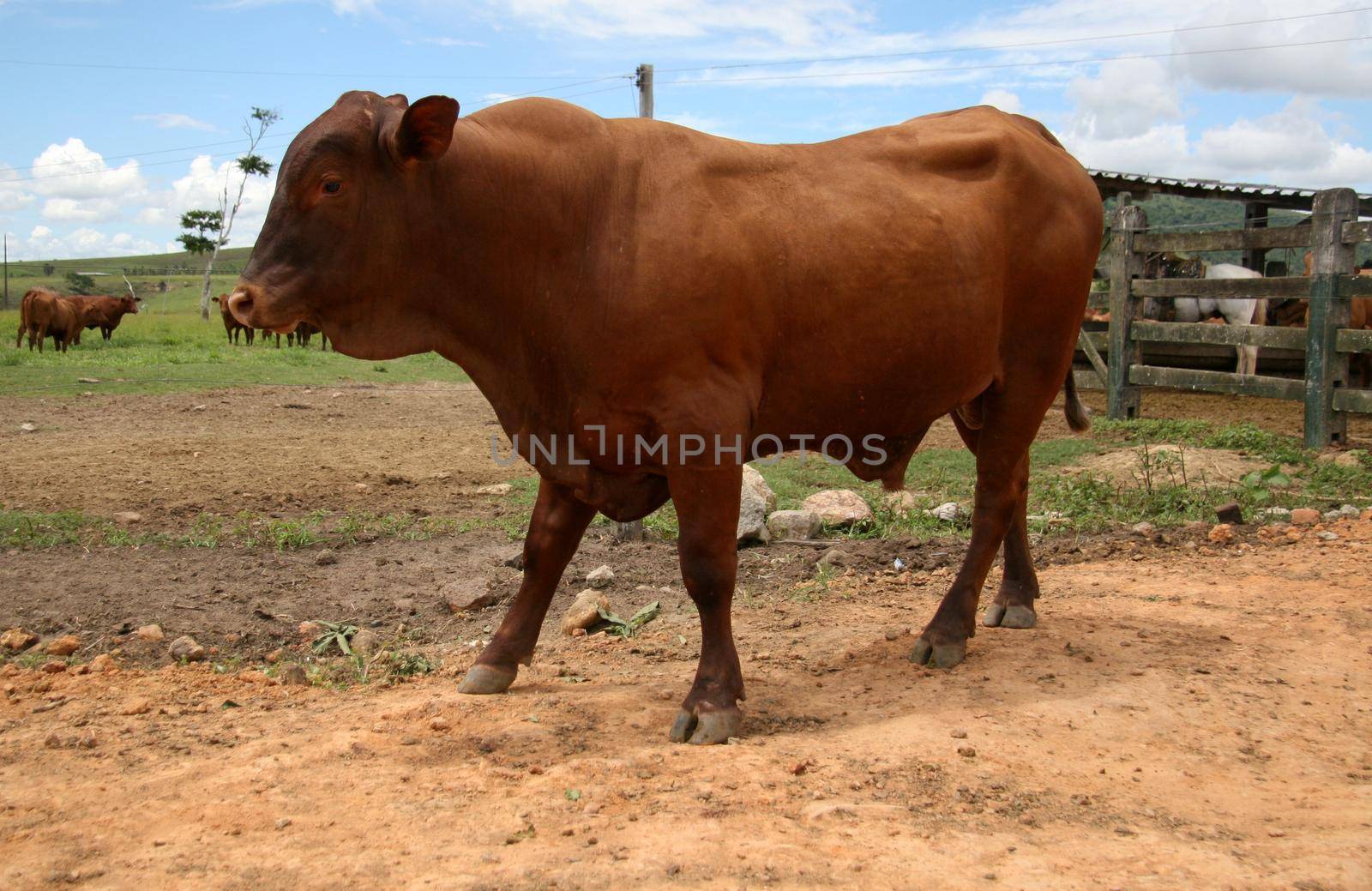 livestock farm in bahia by joasouza