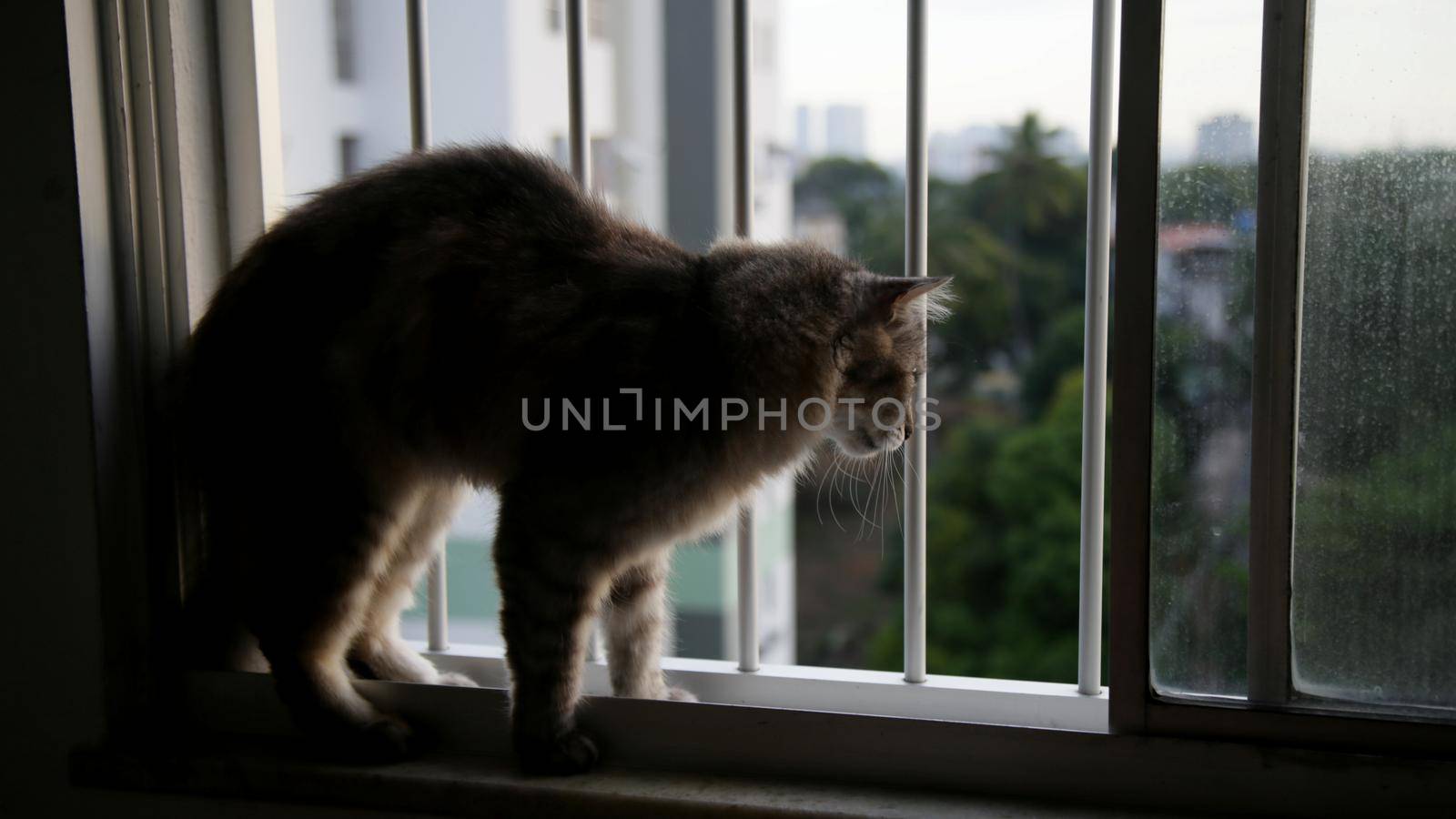 salvador, bahia brazil - may 27, 2020: cat is seen next to an apartment window railing during social isolation caused by the corona virus in the city of Salvador.

