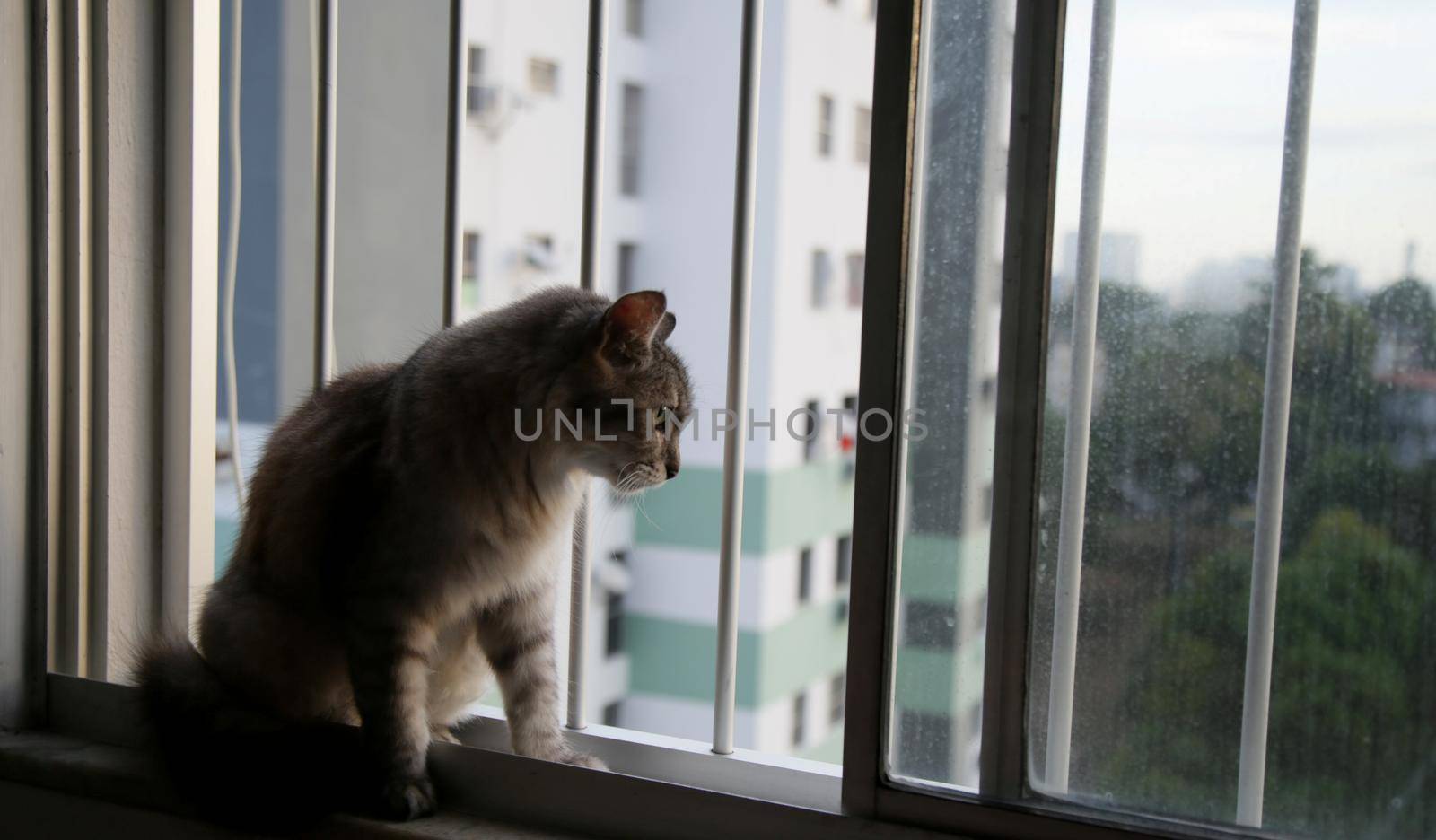 cat in apartment window by joasouza