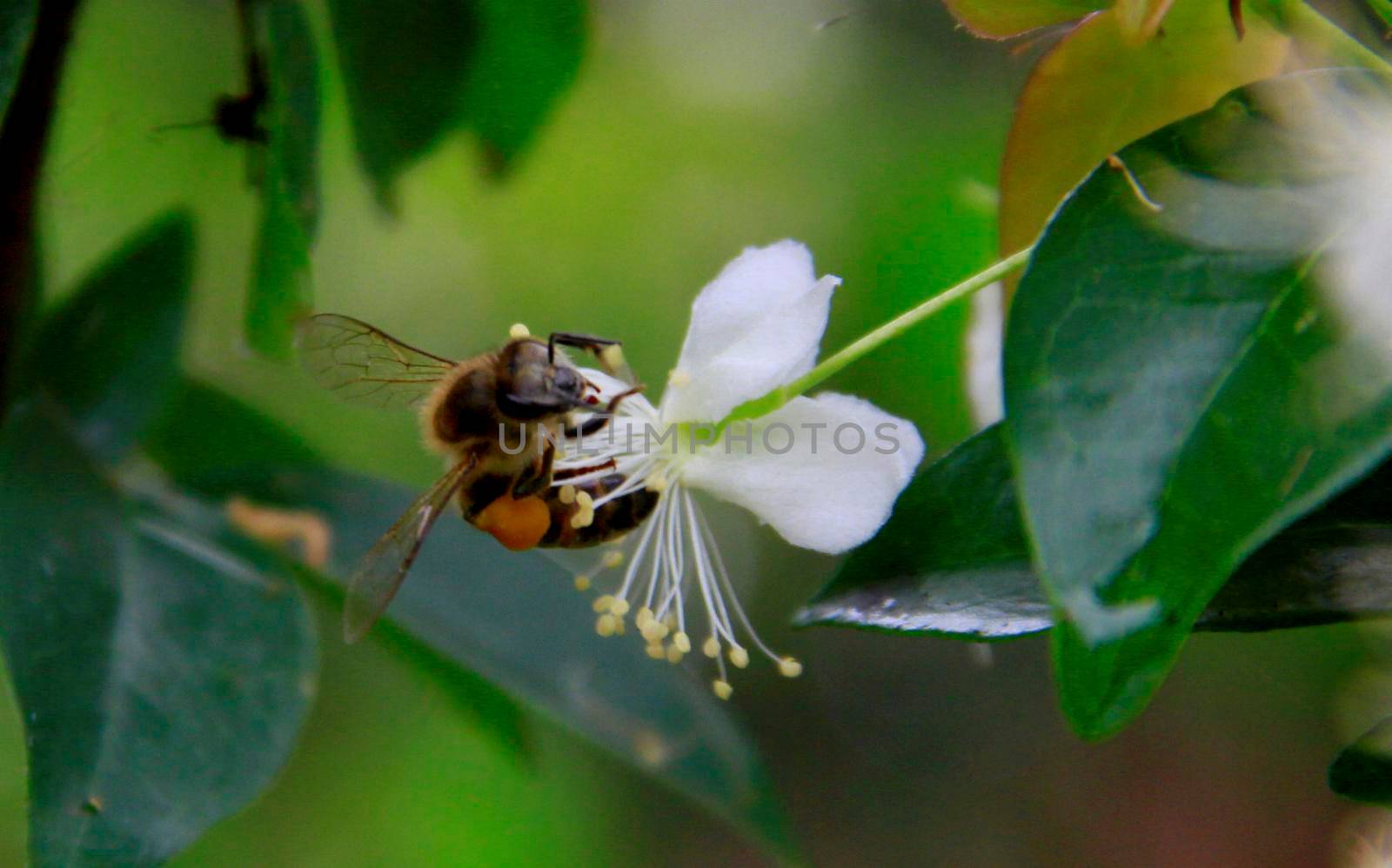 worker bee collecting pollen in flower by joasouza