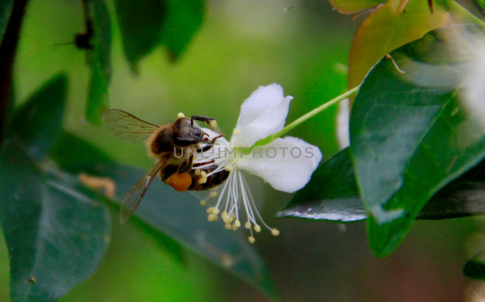 salvador, bahia / barazil - february 8, 2020: bee is seen collecting pollen in flower garden in the city of Salvador.