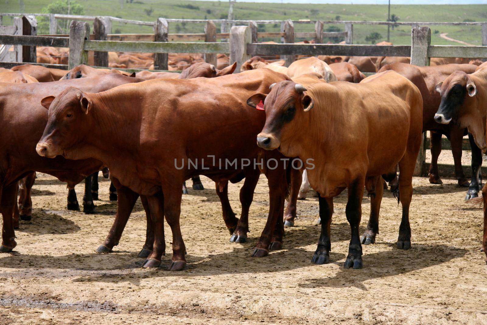 livestock farm in bahia by joasouza