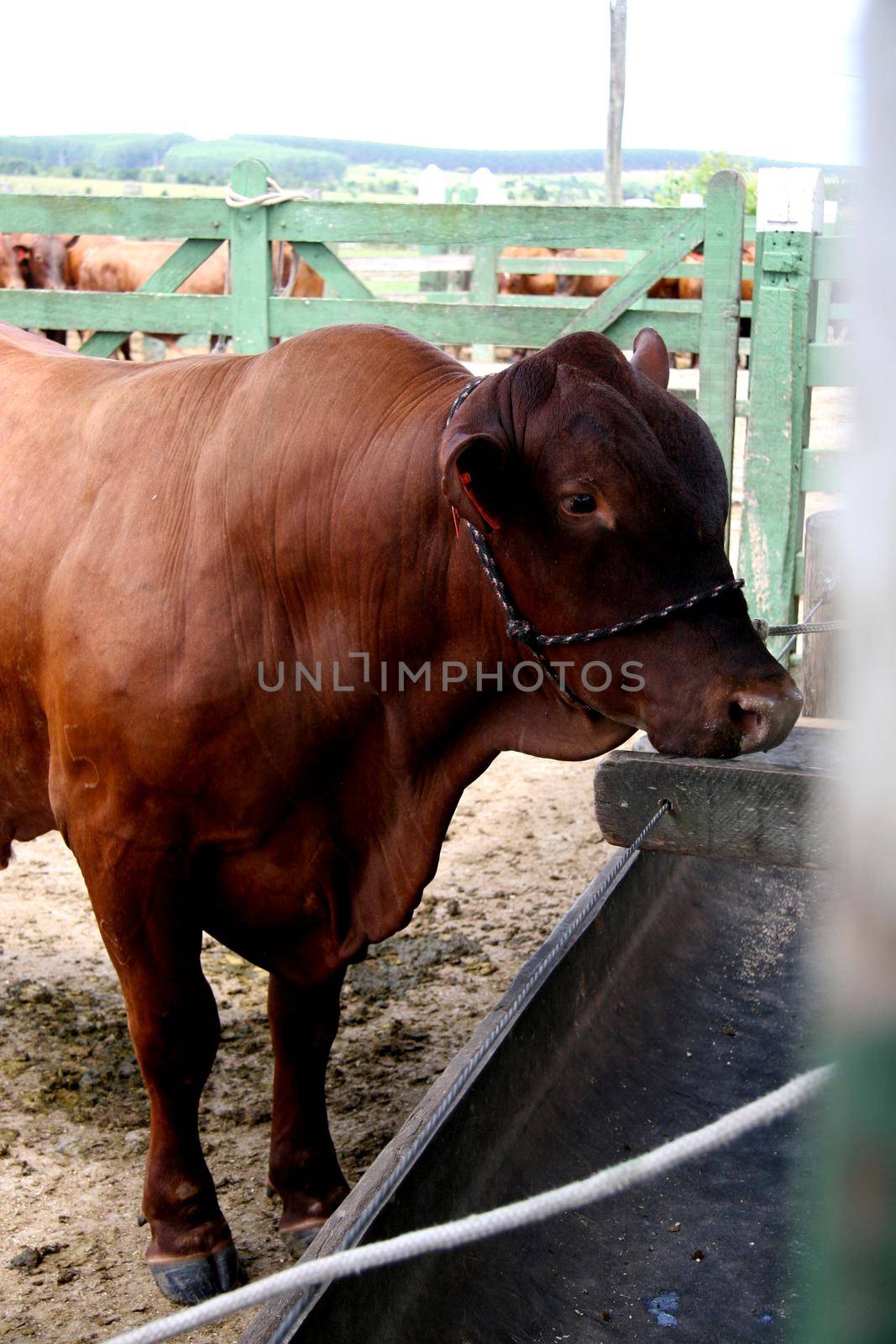 eunapolis, bahia / brazil - march 28, 2008: cattle are seen on a farm in the city of Eunapolis.