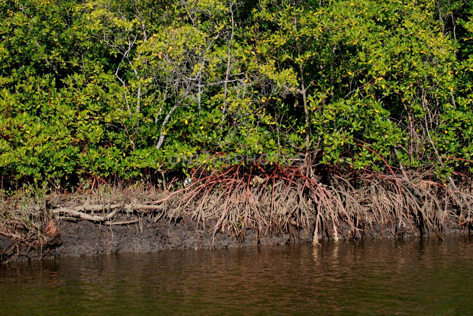 mangrove in southern Bahia by joasouza