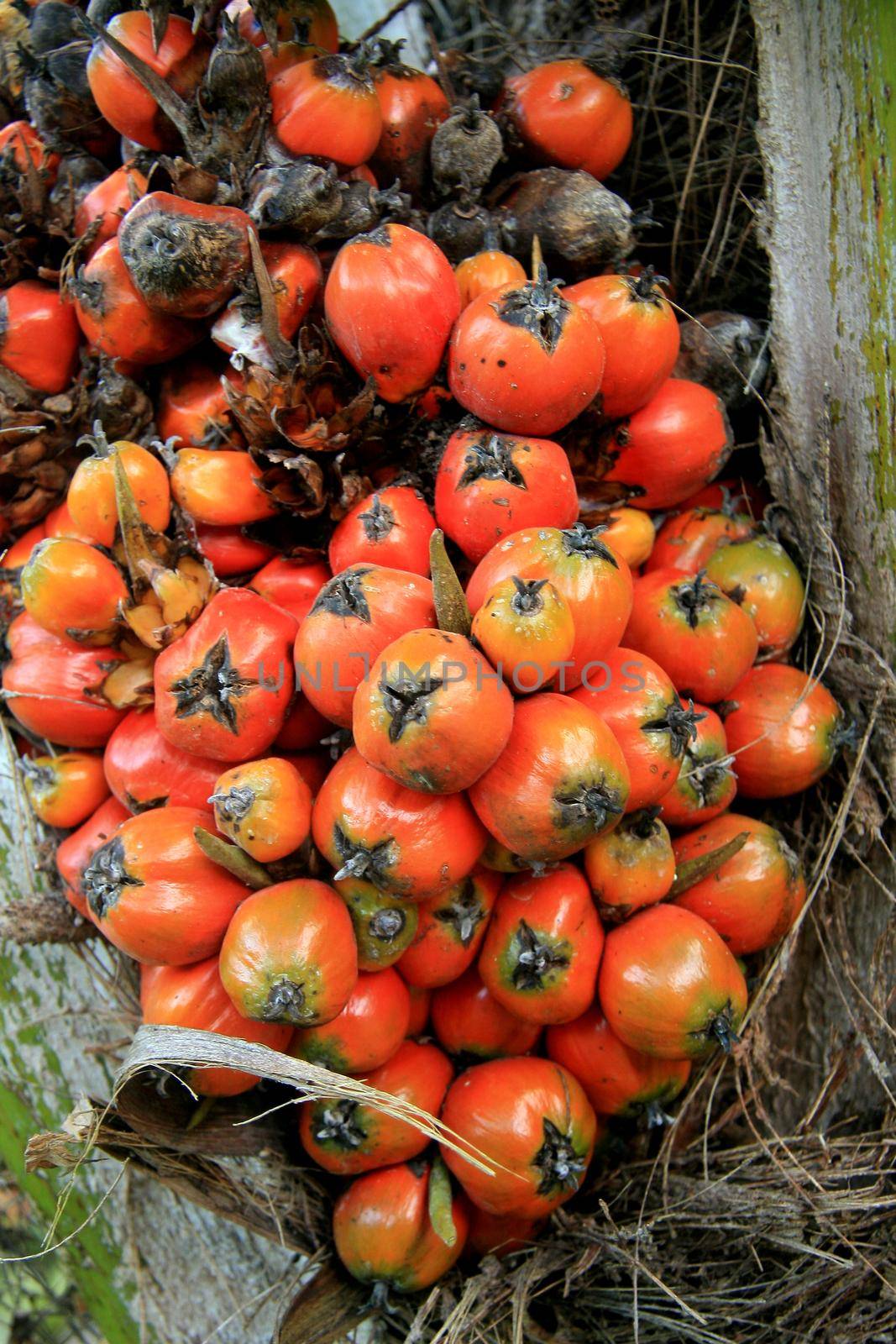 eunapolis, bahia / brazil - march 18, 2011: palm oil is seen in a plantation in the city of Eunapolis, in southern Bahia.