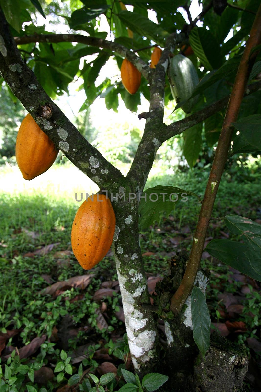 ilheus, bahia / brazil - november 21, 2011: cocoa plantation on a chocolate production farm in the city of Ilheus, in southern Bahia.
