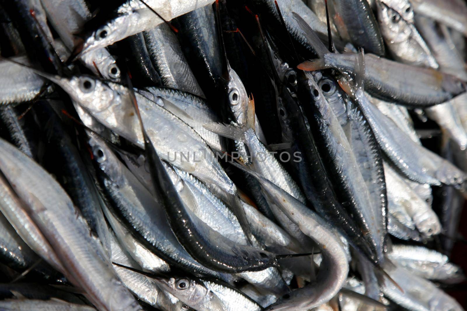 salvador, bahia, brazil - december 21, 2020: agulhinha fish is seen in an artisanal fishing boat on Itapua beach, in the city of Salvador.