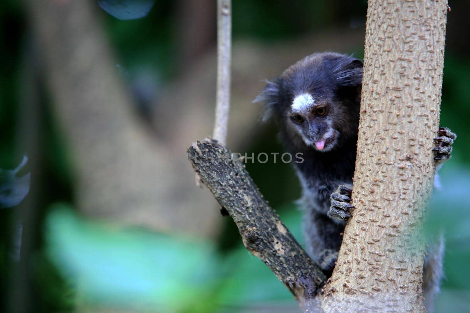 salvador, bahia / brazil - august 18, 2017: marmoset is seen on tree in the heart of mary village at Largo Dois de Julho in the city of Salvador.


