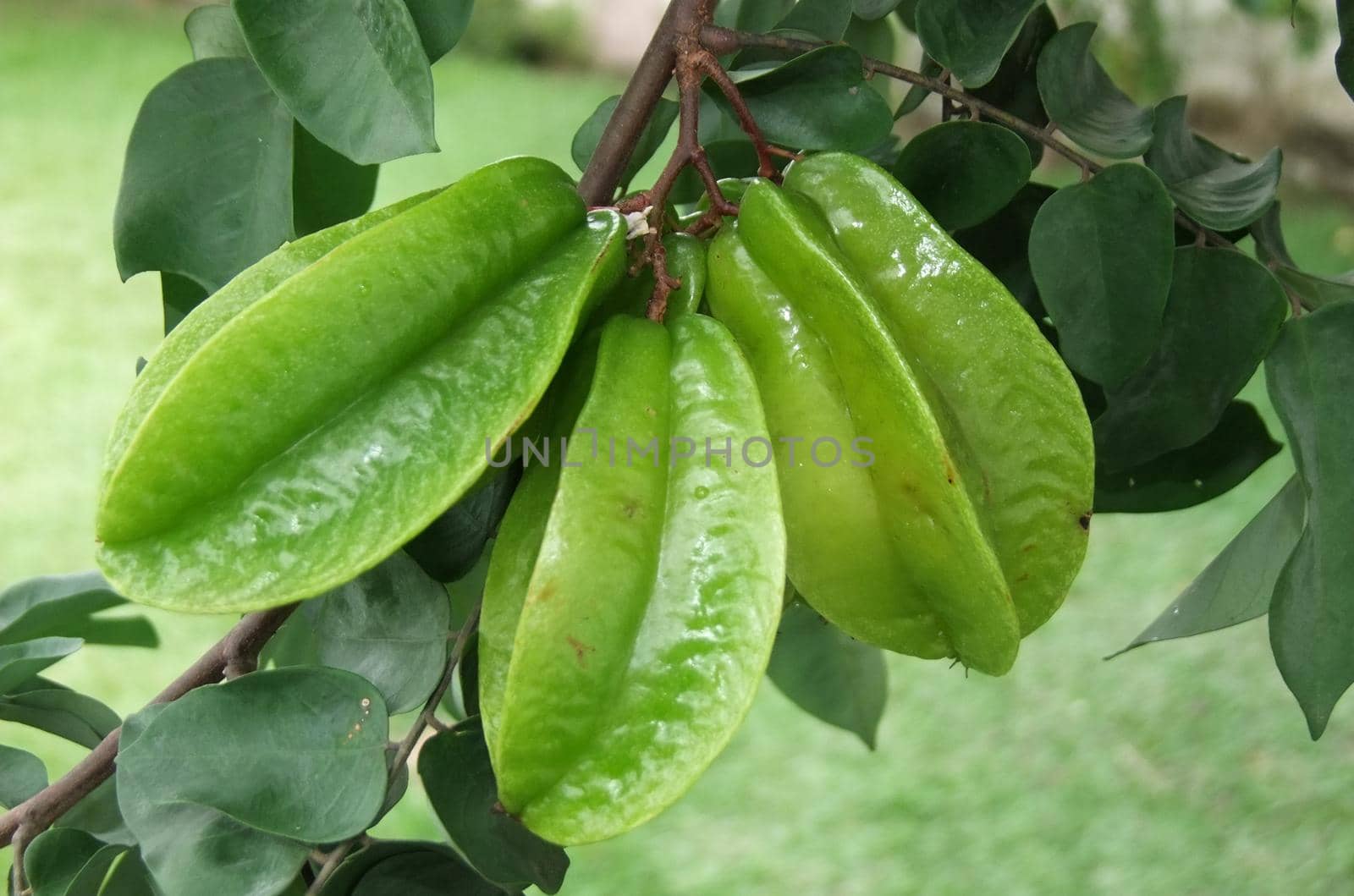 conde, bahia / brazil - april 28, 2011: Carambola fruit is used in the manufacture of juices, ice cream, sweets and drink.