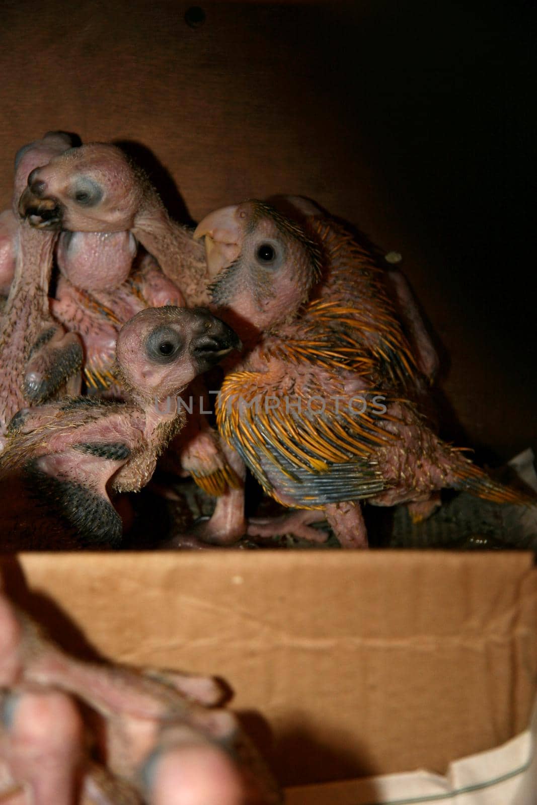 eunapolis, bahia / brazil - february 26, 2008: baby parrot seized from the hands of an animal dealer by the Federal Highway Police on Highway BR 101 in the city of Eunapolis


