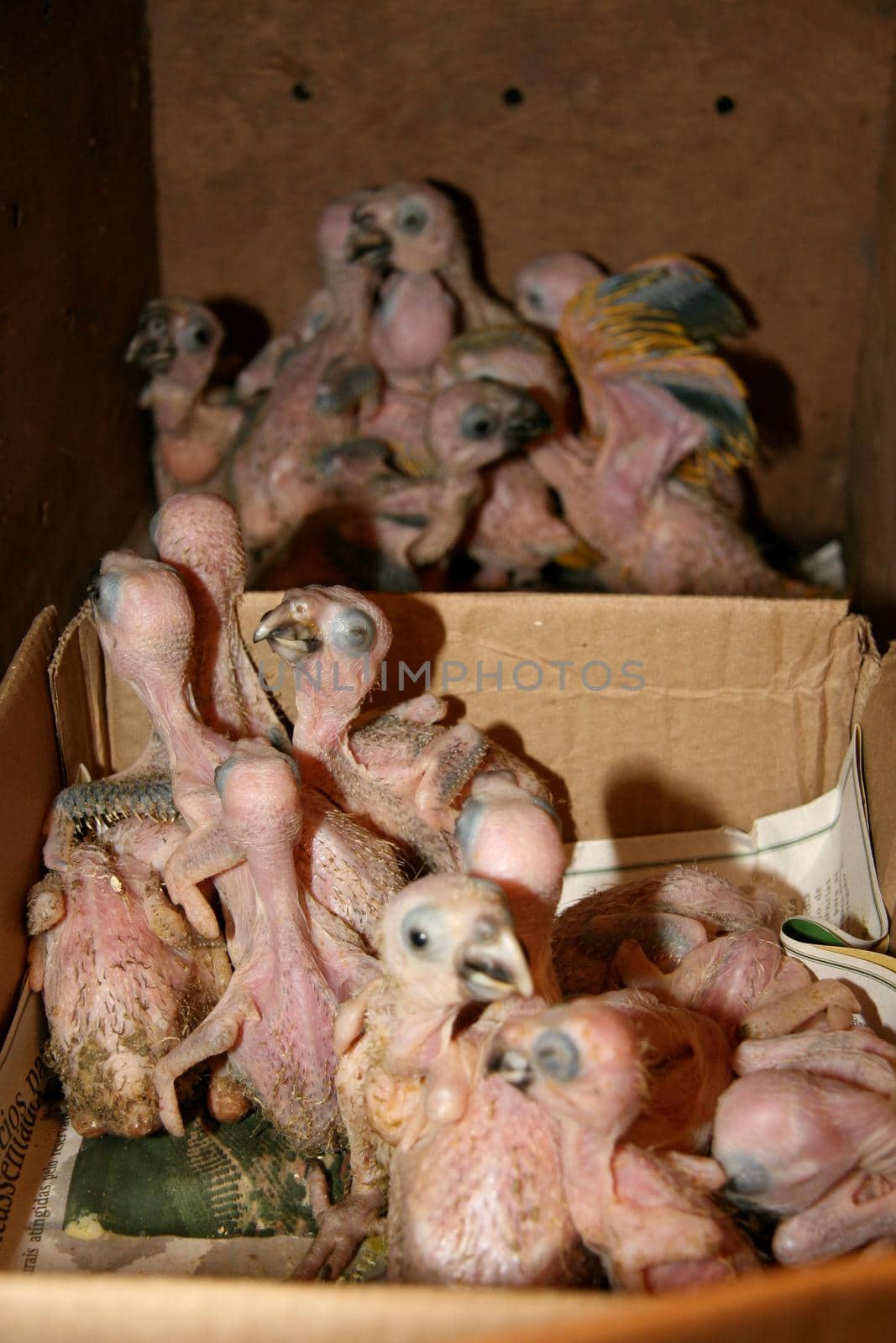 eunapolis, bahia / brazil - february 26, 2008: baby parrot seized from the hands of an animal dealer by the Federal Highway Police on Highway BR 101 in the city of Eunapolis


