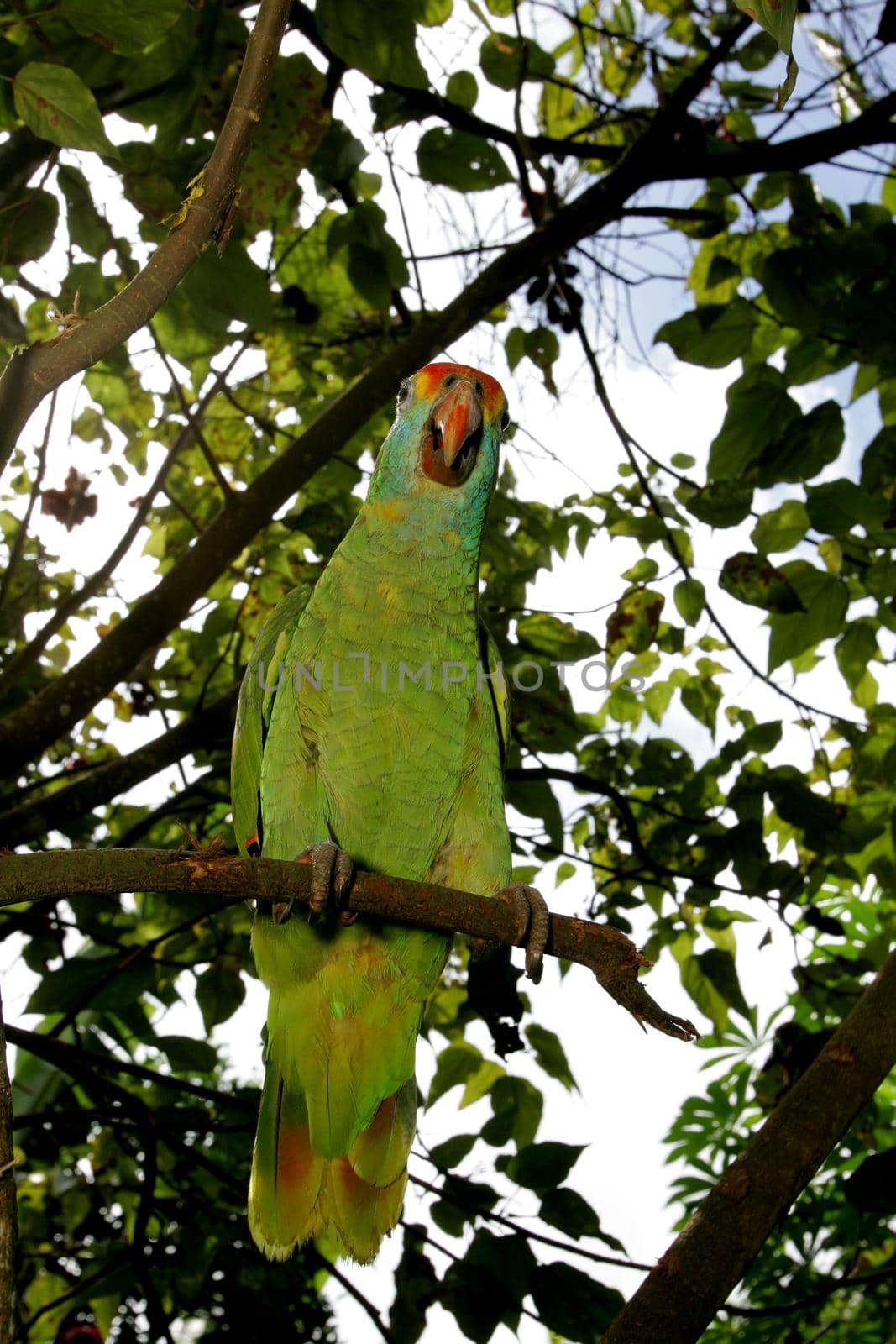 eunapolis, bahia / brazil - april 28, 2011: parrot is seen in a garden tree in the city of Eunapolis, in southern Bahia.
