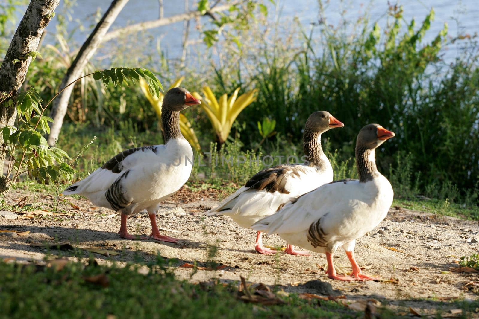 geese on lake in eunapolis by joasouza