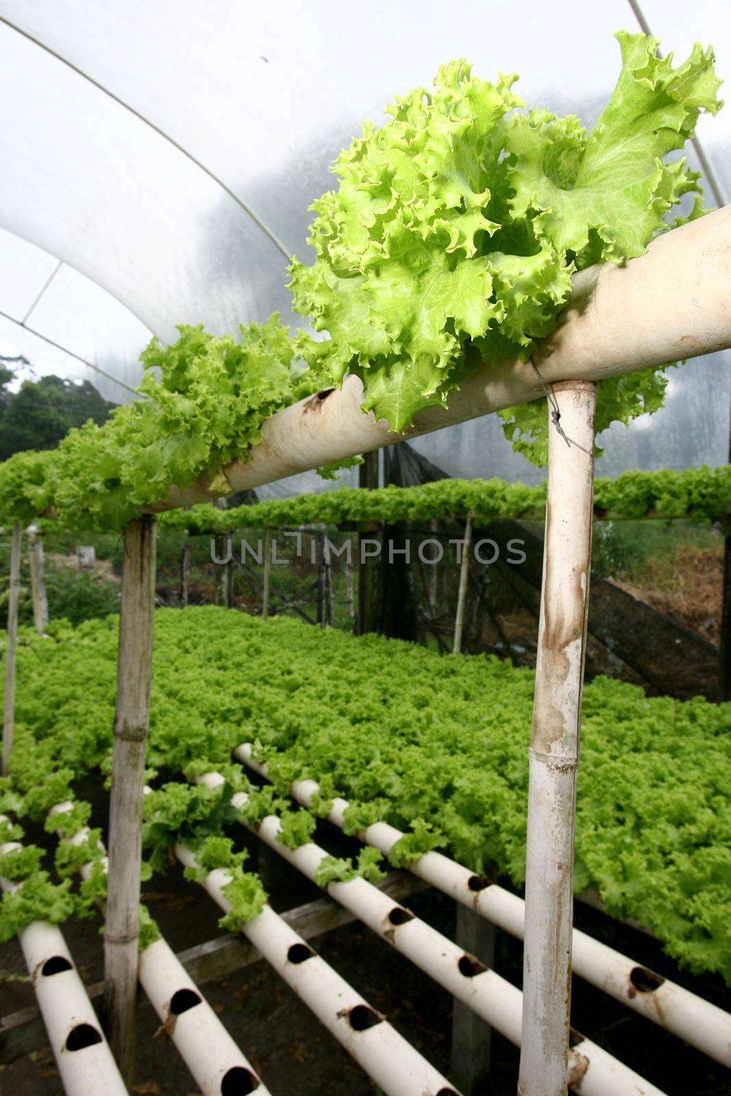 ilheus, bahia / brazil - january 30, 2012: Plantation of hydroponic lettuce in a garden of organic products in the municipality of Ilheus.