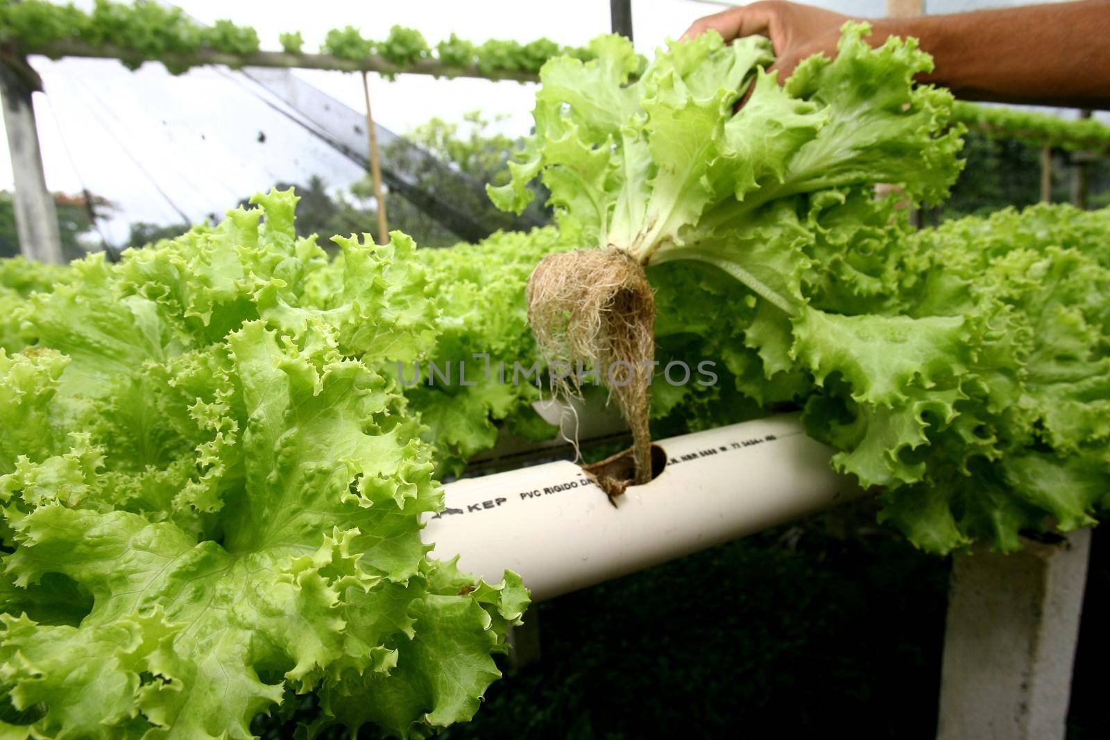  hydroponic lettuce in organic garden by joasouza