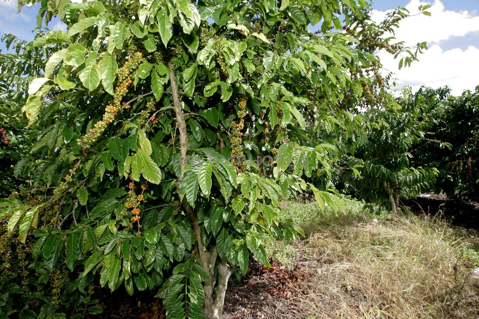 coffee harvest in southern Bahia by joasouza
