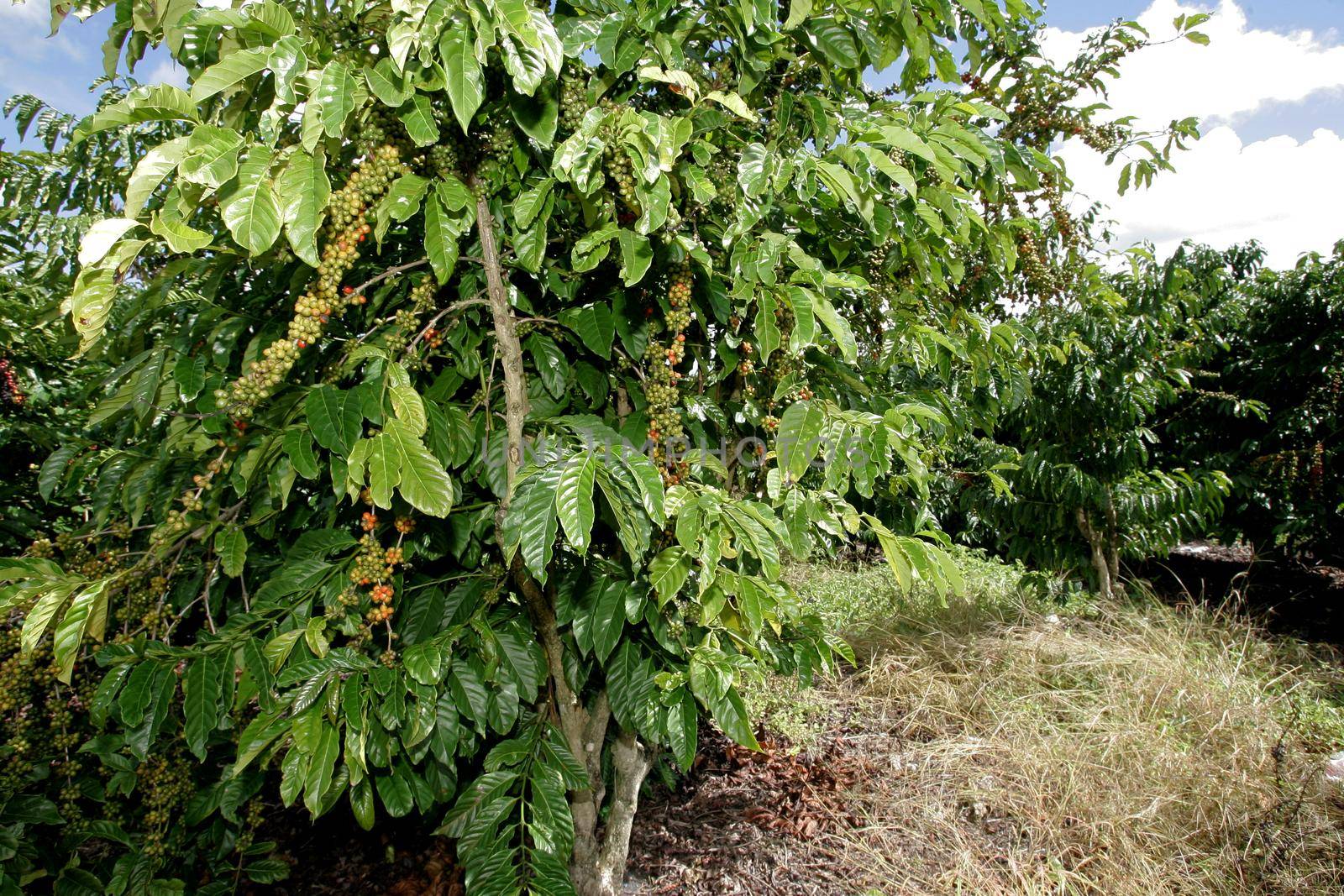 itabela, bahia / brazil - march 30, 2011: Coffee plantation in a farm in the city of Itabela.
