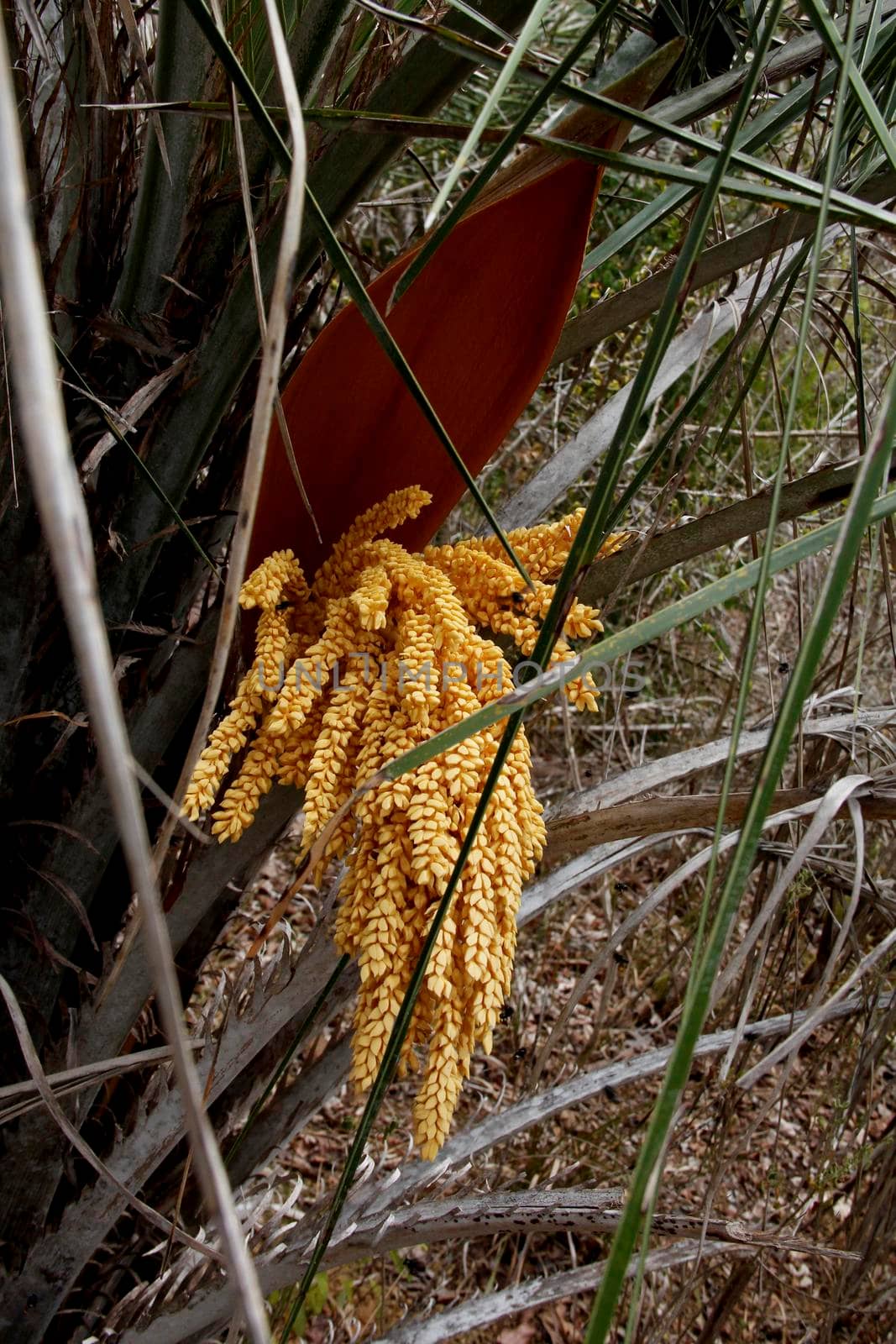 salvador, bahia / brazil - march 3, 2013: licuri flower is seen in the city of Salvador.